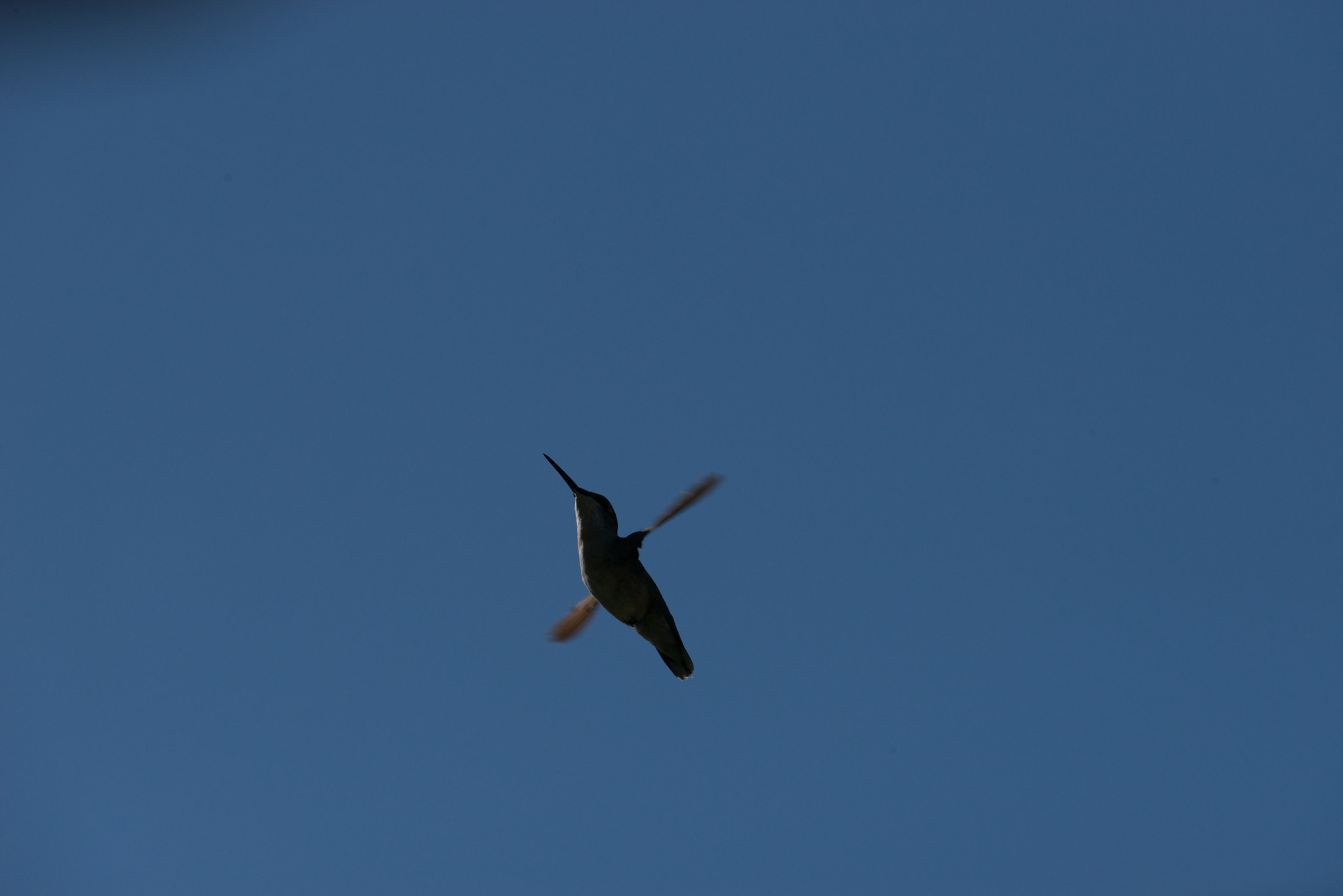 Nikon AF-S Nikkor 200-400mm F4G ED-IF VR sample photo. Hummingbird photography