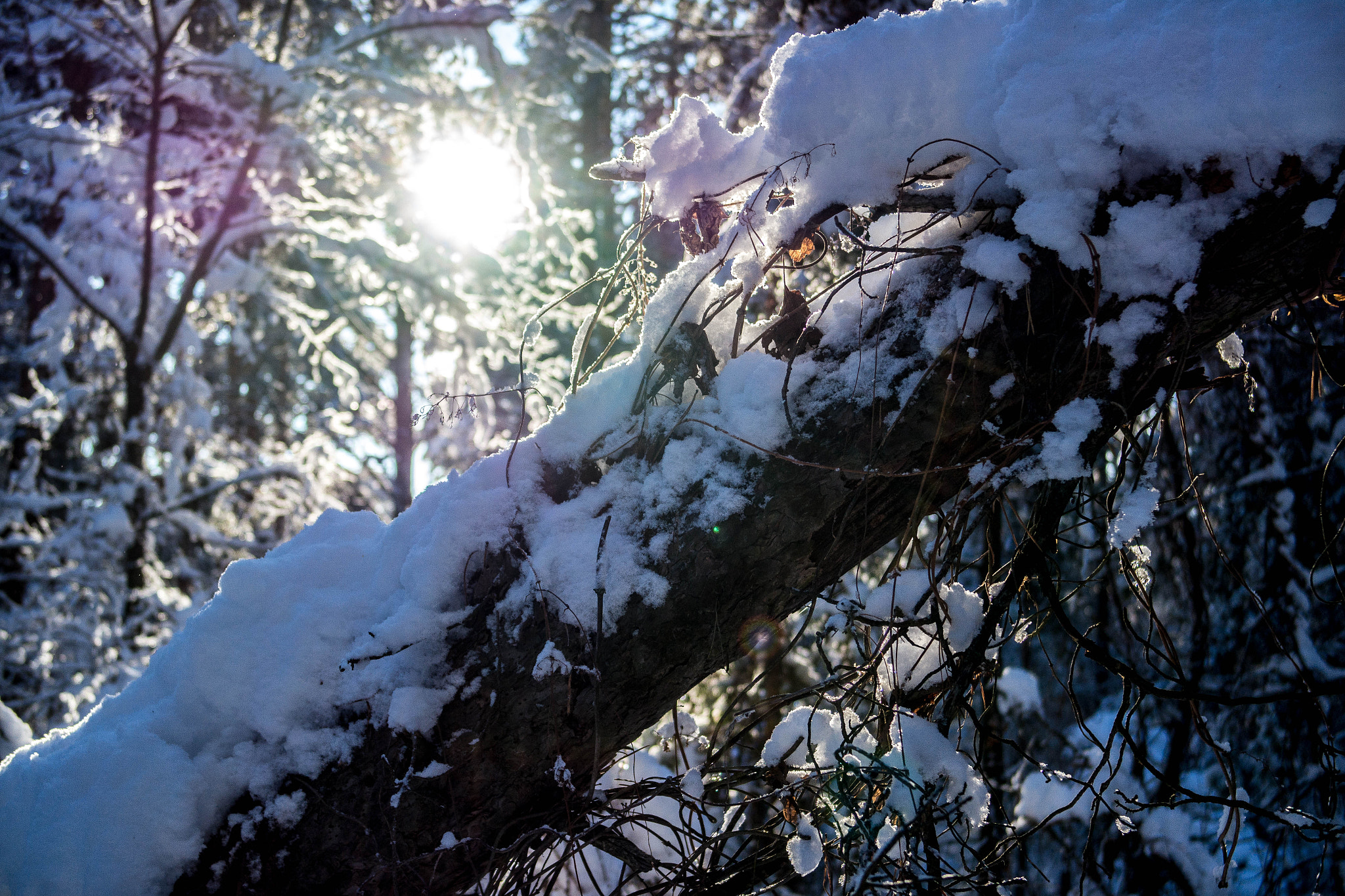 Samsung NX 20-50mm F3.5-5.6 ED sample photo. Sam_3558.jpg photography