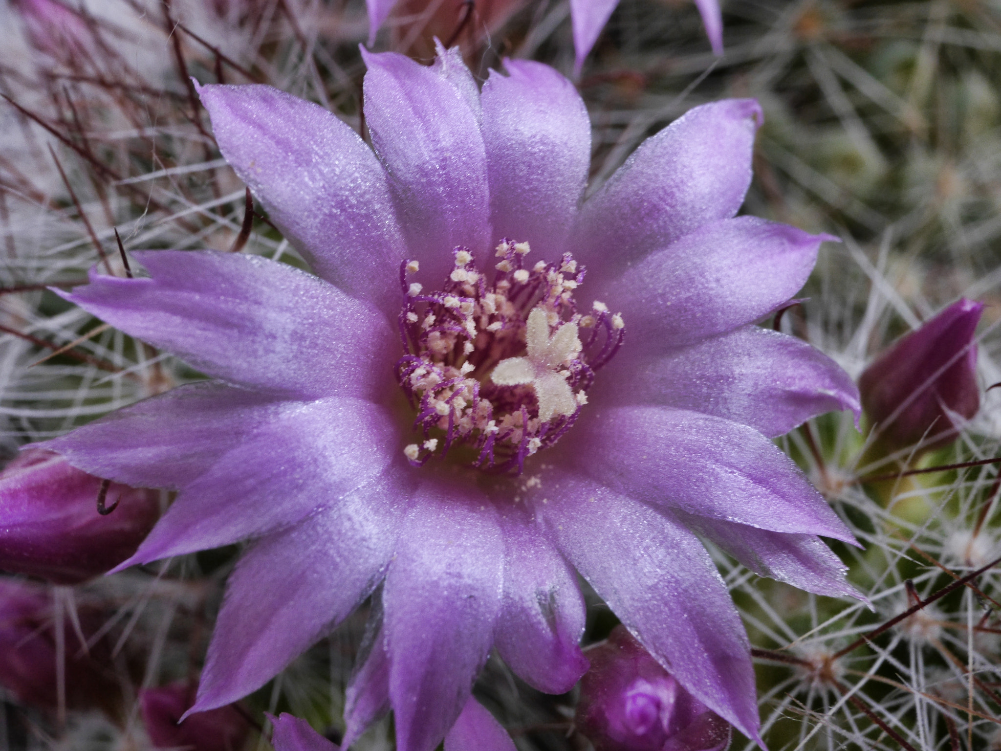 Panasonic Lumix DMC-GH3 + Panasonic Lumix G 14mm F2.5 ASPH sample photo. Cactus flower photography