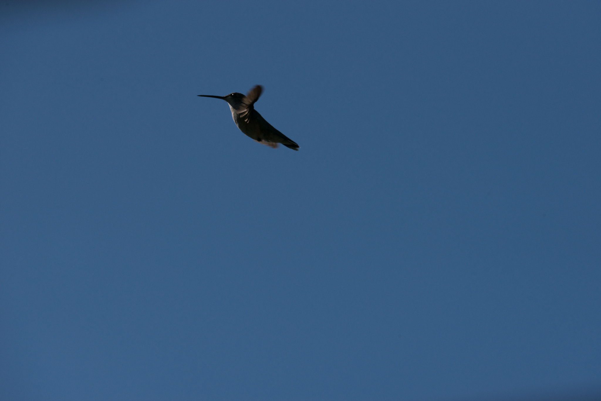 Nikon AF-S Nikkor 200-400mm F4G ED-IF VR sample photo. Hummingbird photography