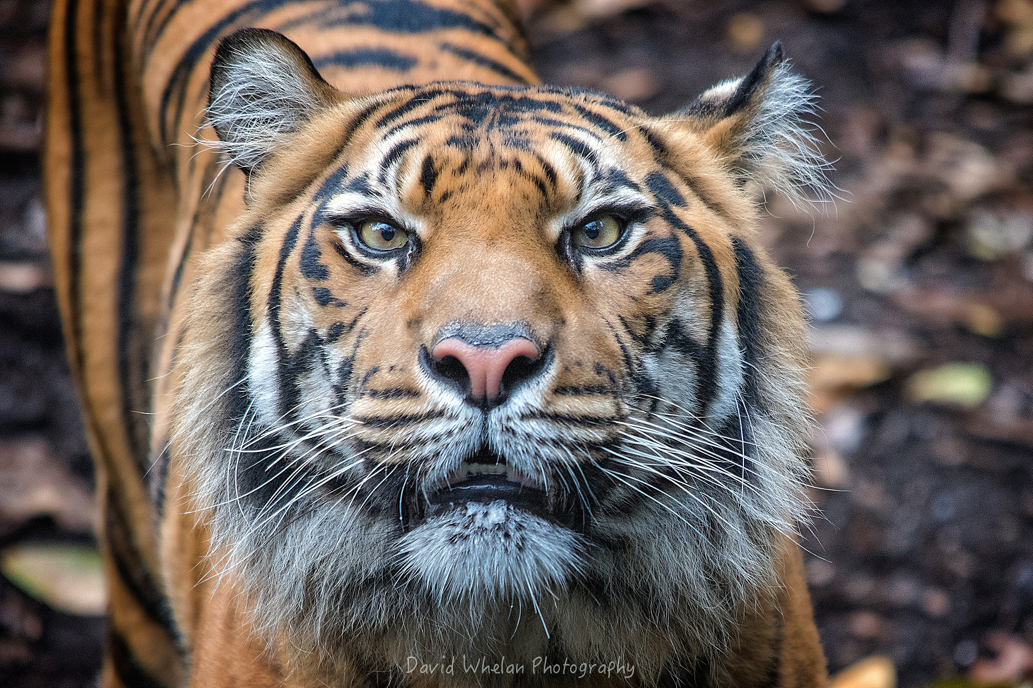 Sigma 150-500mm F5-6.3 DG OS HSM sample photo. Sumatran tiger photography
