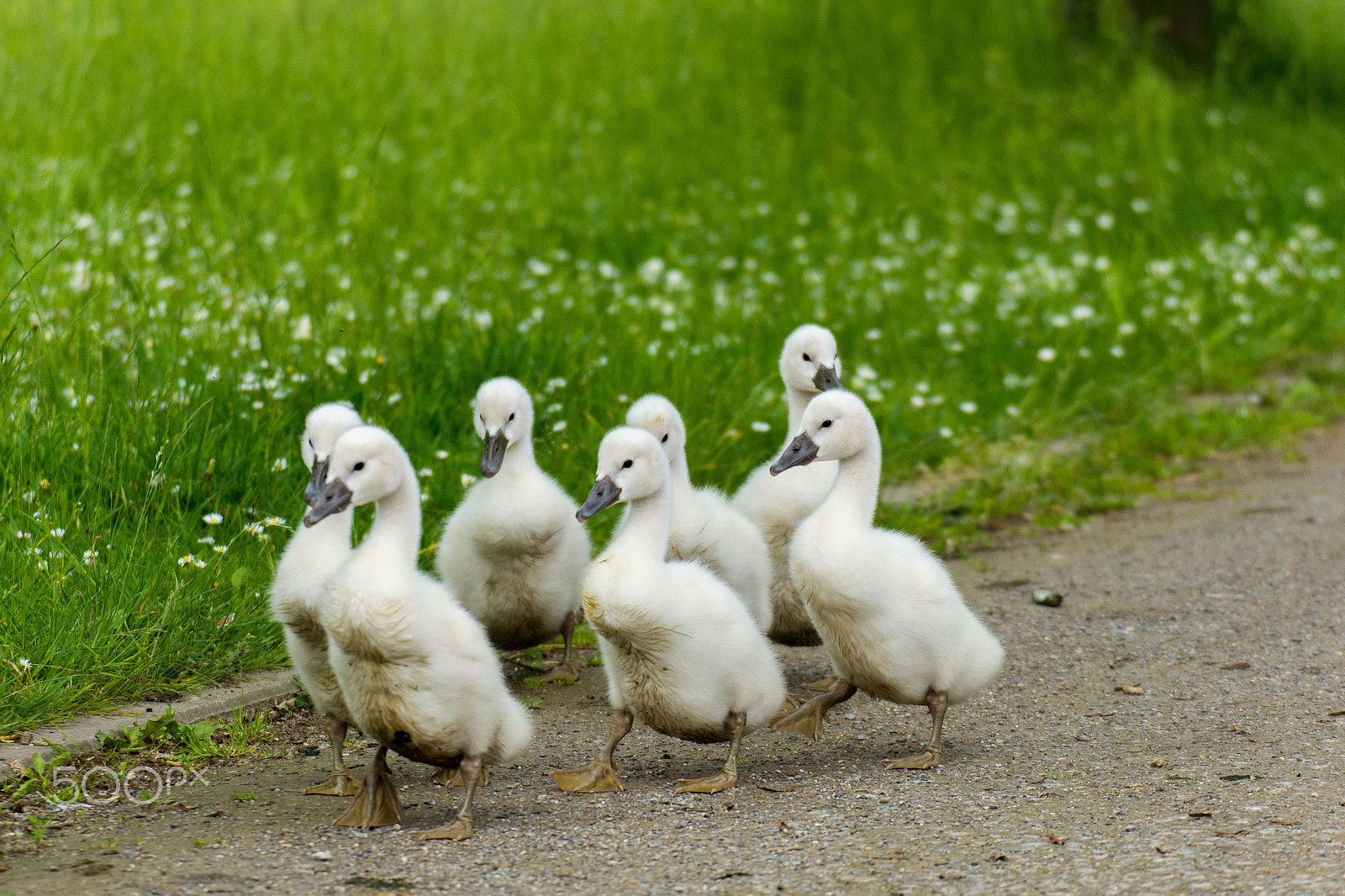 Tamron SP 70-300mm F4-5.6 Di USD sample photo. 7little swans on tour photography