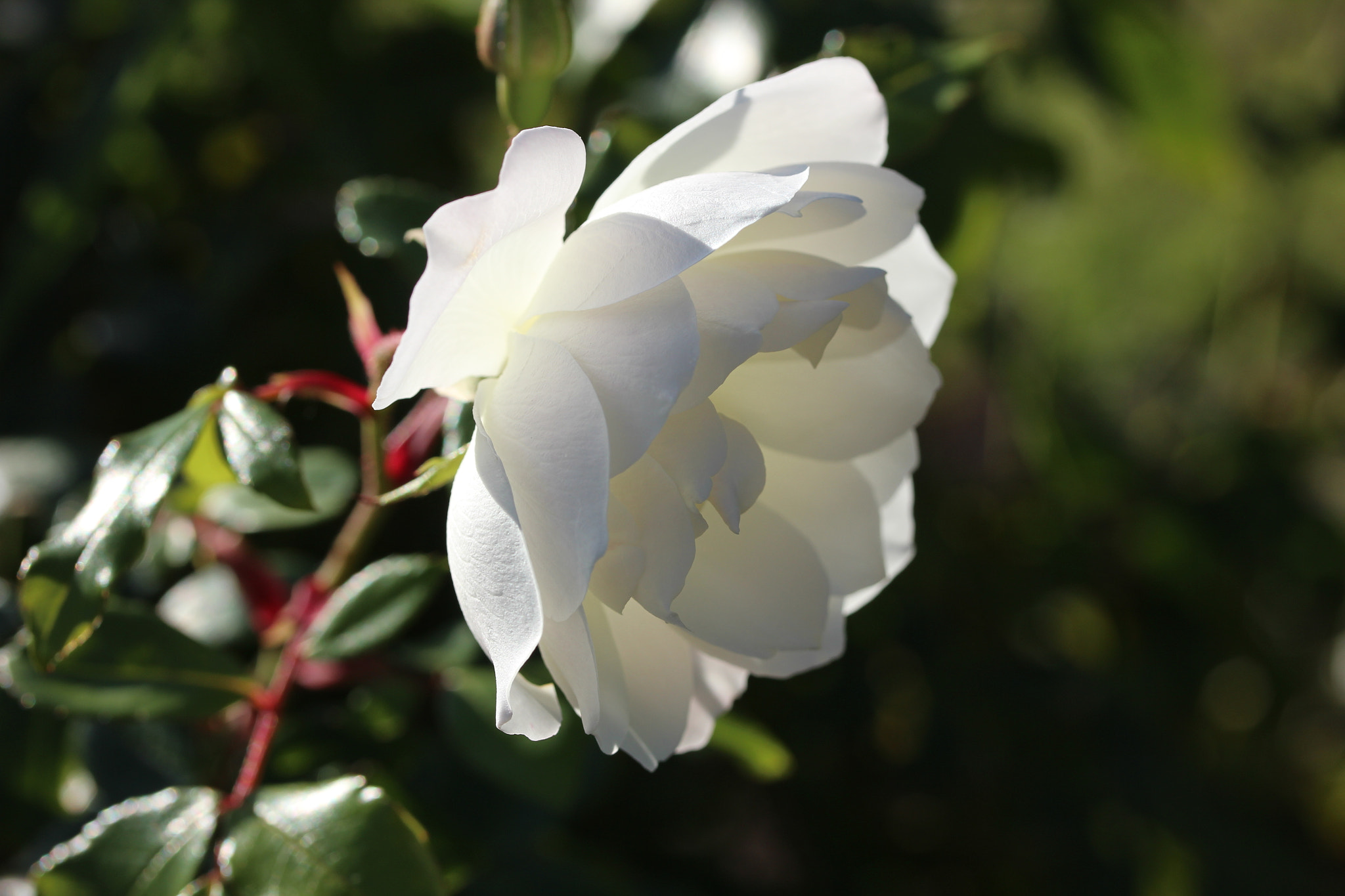 Canon EF-S 60mm F2.8 Macro USM sample photo. The front of the rose photography