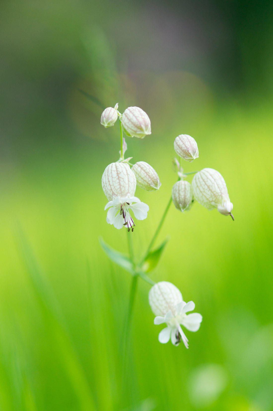 Sony Alpha DSLR-A550 + Sony 100mm F2.8 Macro sample photo. Silene vulgaris photography