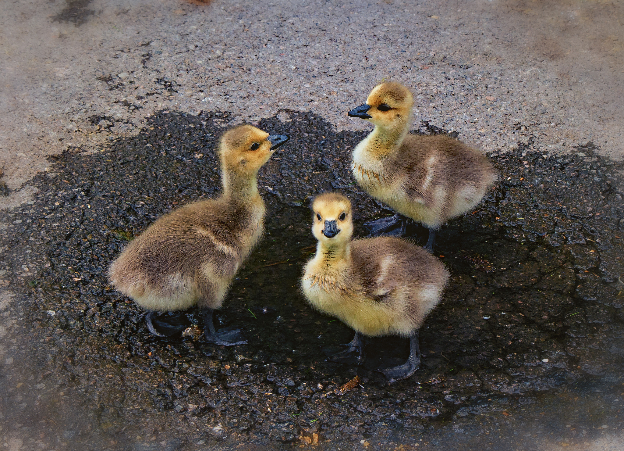 Panasonic Lumix DMC-G5 sample photo. Canadian goose chicks photography