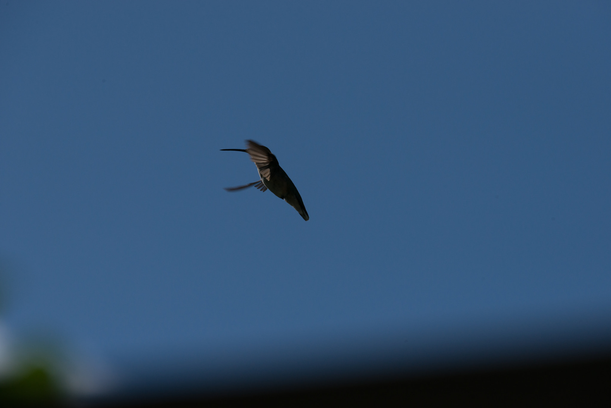 Nikon AF-S Nikkor 200-400mm F4G ED-IF VR sample photo. Hummingbird photography