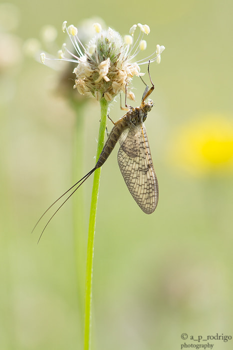 Sony a6000 + Sony 100mm F2.8 Macro sample photo. Micro wildlife photography