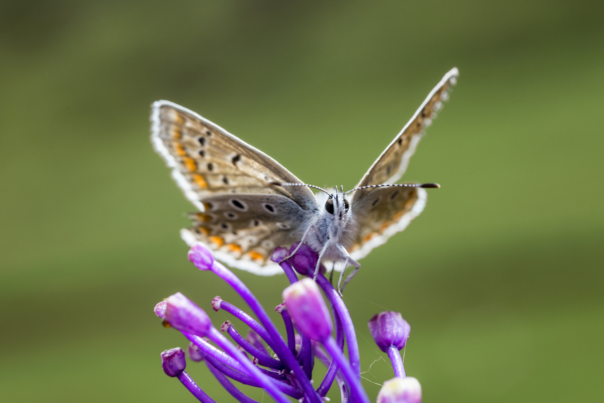 Nikon D800E + Nikon AF Micro-Nikkor 60mm F2.8D sample photo. Butterfly on flower photography