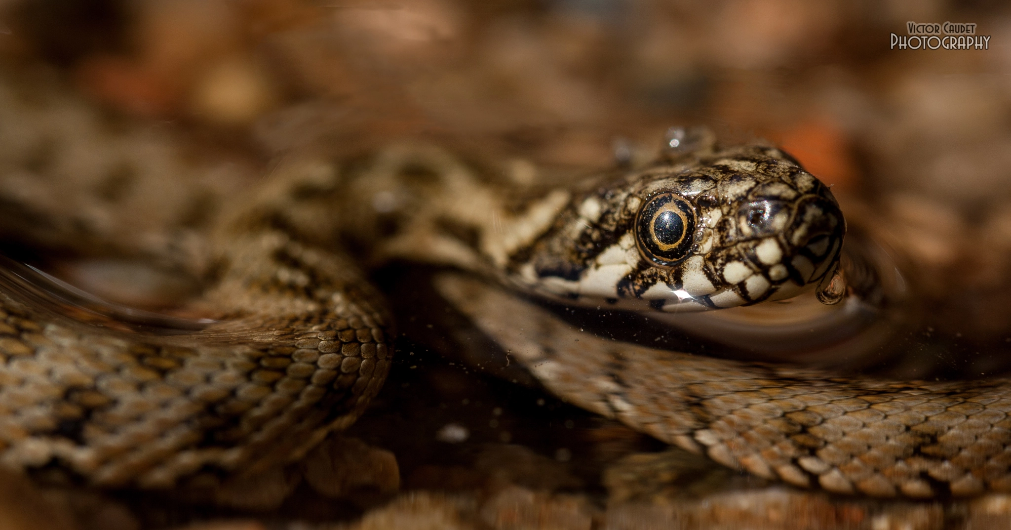 Canon EF-S 60mm F2.8 Macro USM sample photo. Natrix maura baby photography