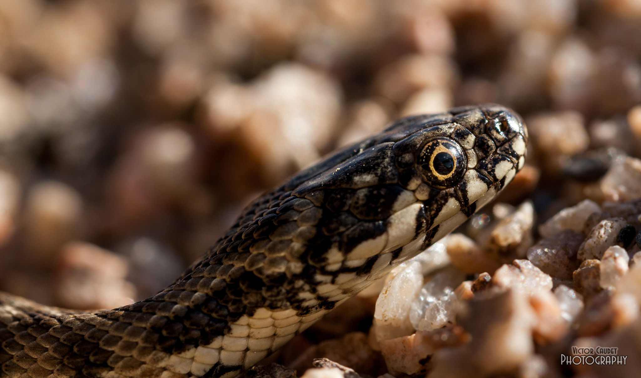 Canon EF-S 60mm F2.8 Macro USM sample photo. Natrix maura baby photography