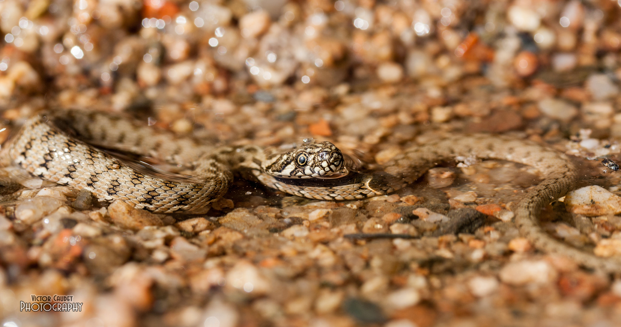 Canon EF-S 60mm F2.8 Macro USM sample photo. Natrix maura baby photography