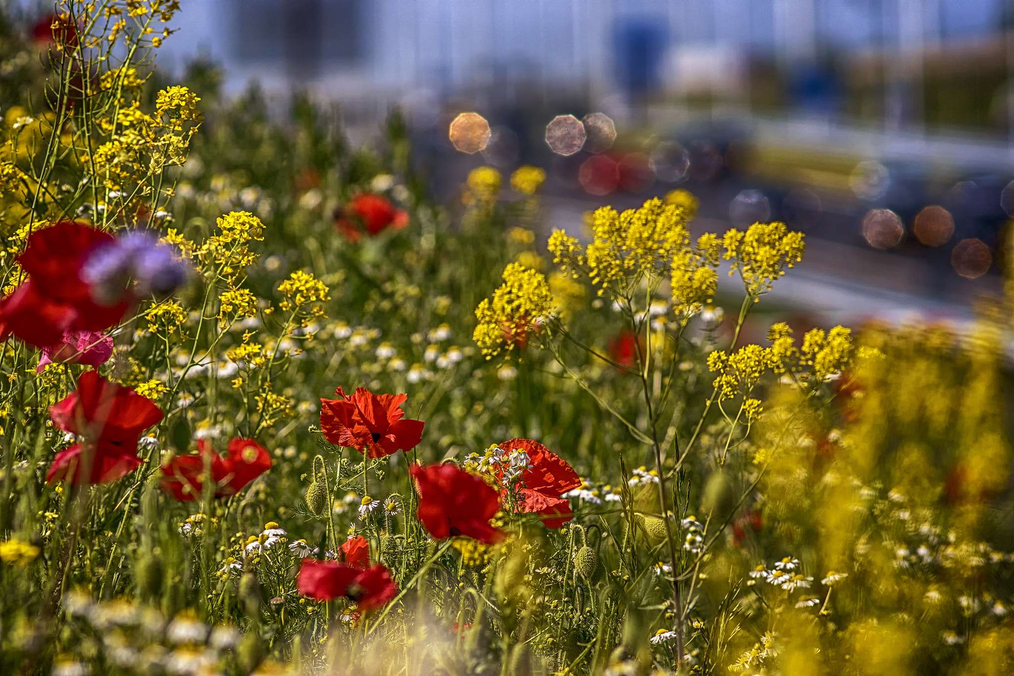Sony ILCA-77M2 + Minolta AF 200mm F2.8 HS-APO G sample photo. Honey highway abundance photography