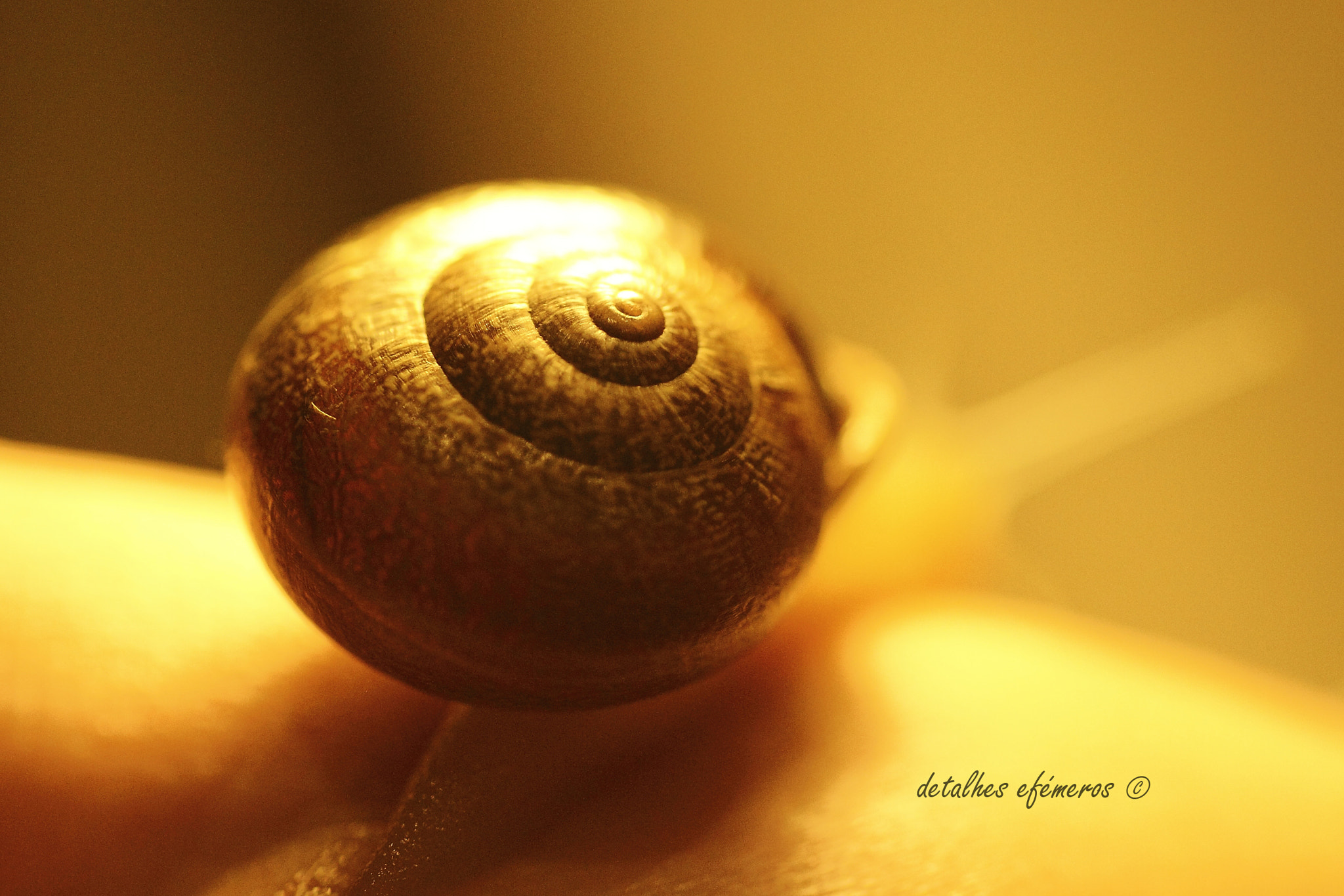 Sigma 70mm F2.8 EX DG Macro sample photo. Slow pace ii photography