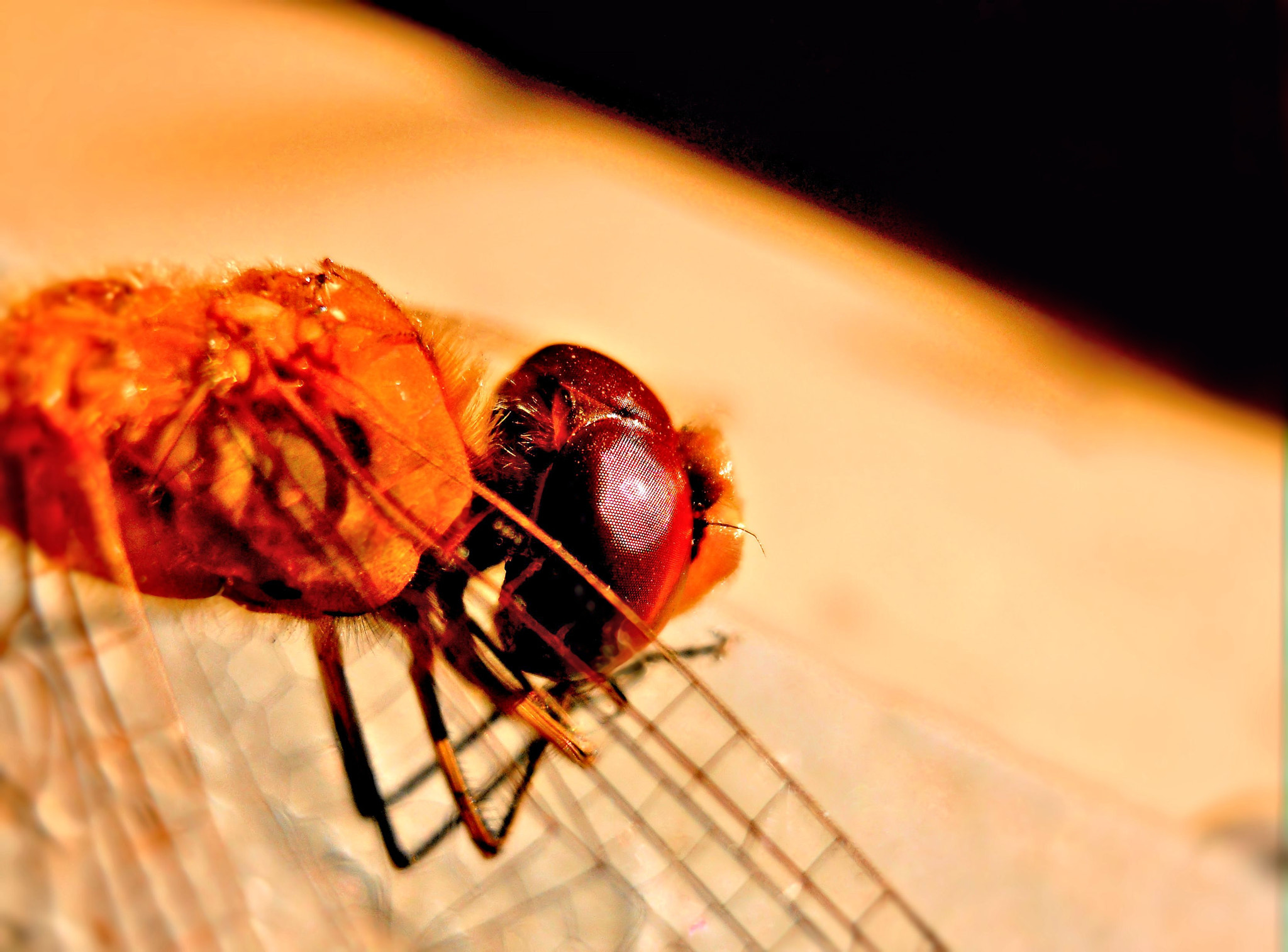 Nikon Coolpix S570 sample photo. Compound eyes photography