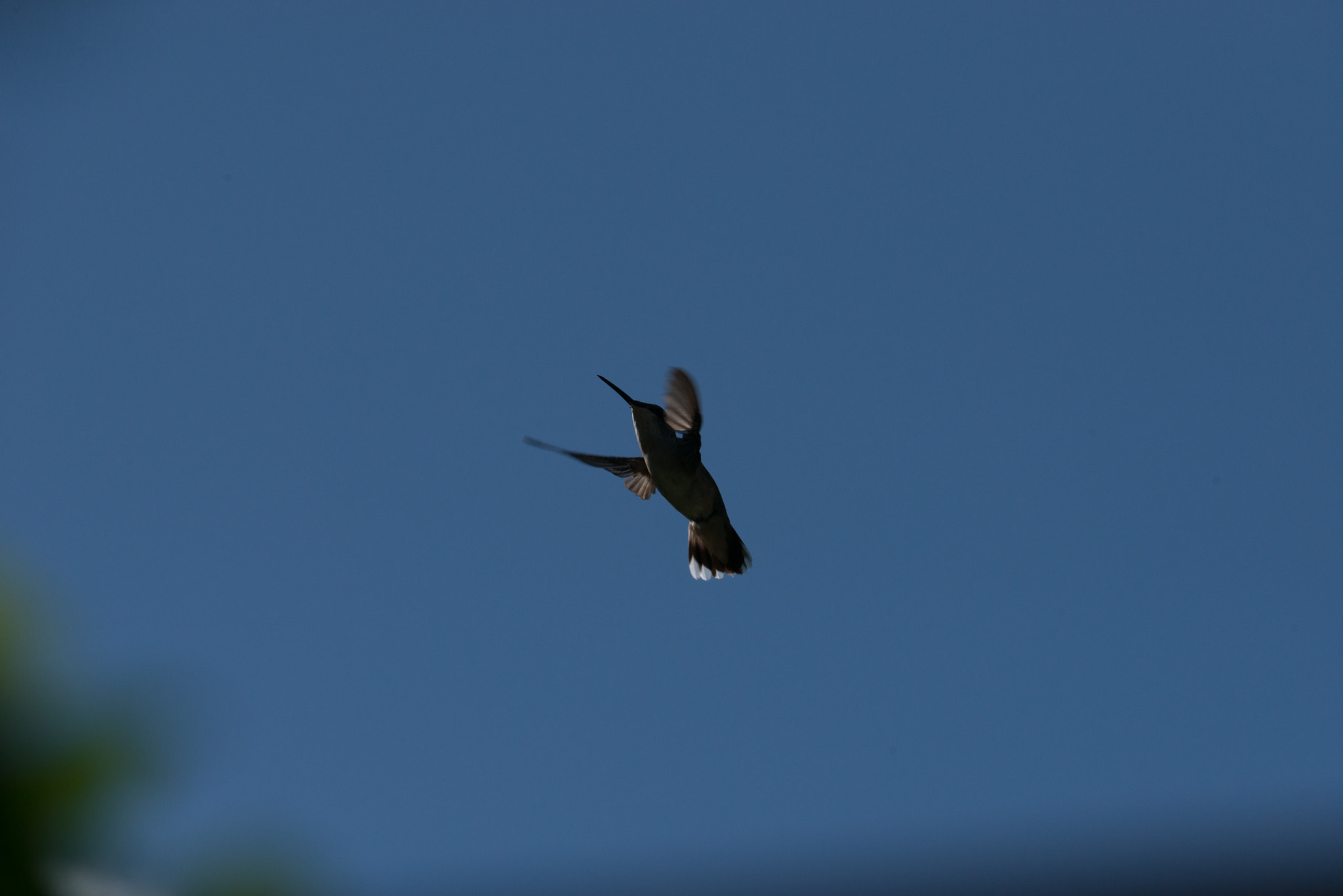 Nikon AF-S Nikkor 200-400mm F4G ED-IF VR sample photo. Hummingbird photography
