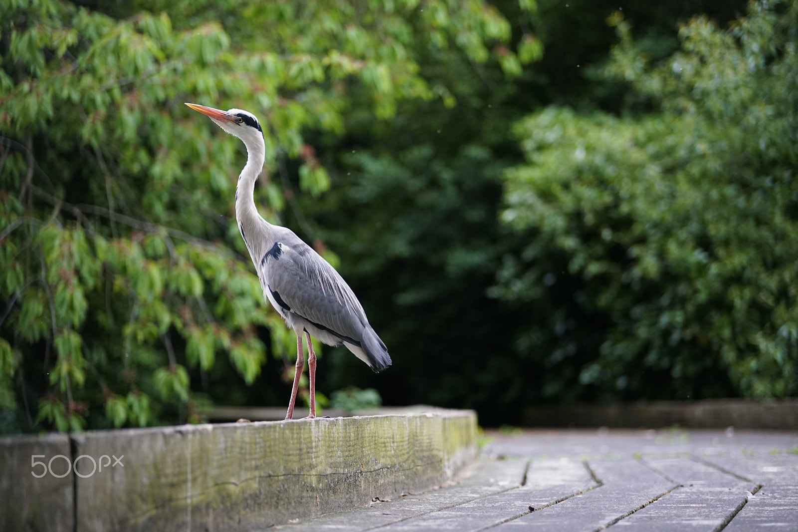 Sigma 50-100mm F1.8 DC HSM Art sample photo. Heron photography