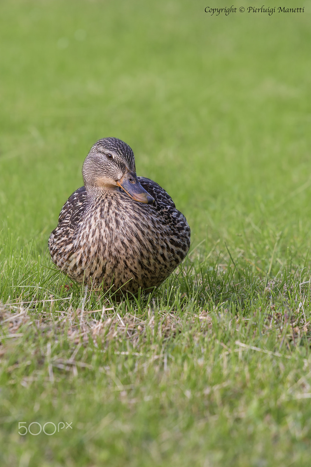 Canon EOS 6D + Canon EF 70-200mm F4L USM sample photo. Sleeping duck - lake of bolsena photography