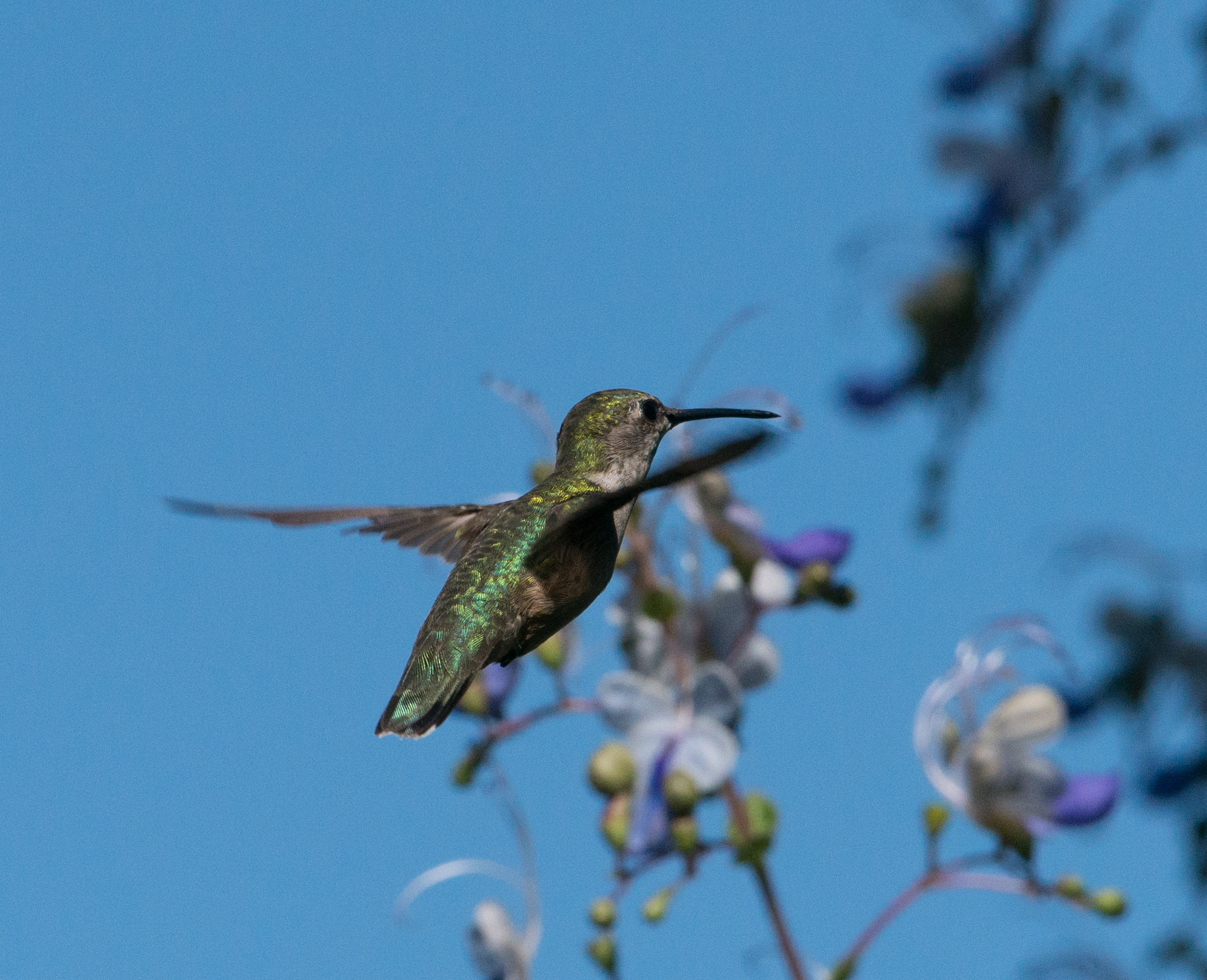 Nikon AF-S Nikkor 200-400mm F4G ED-IF VR sample photo. Hummingbird photography