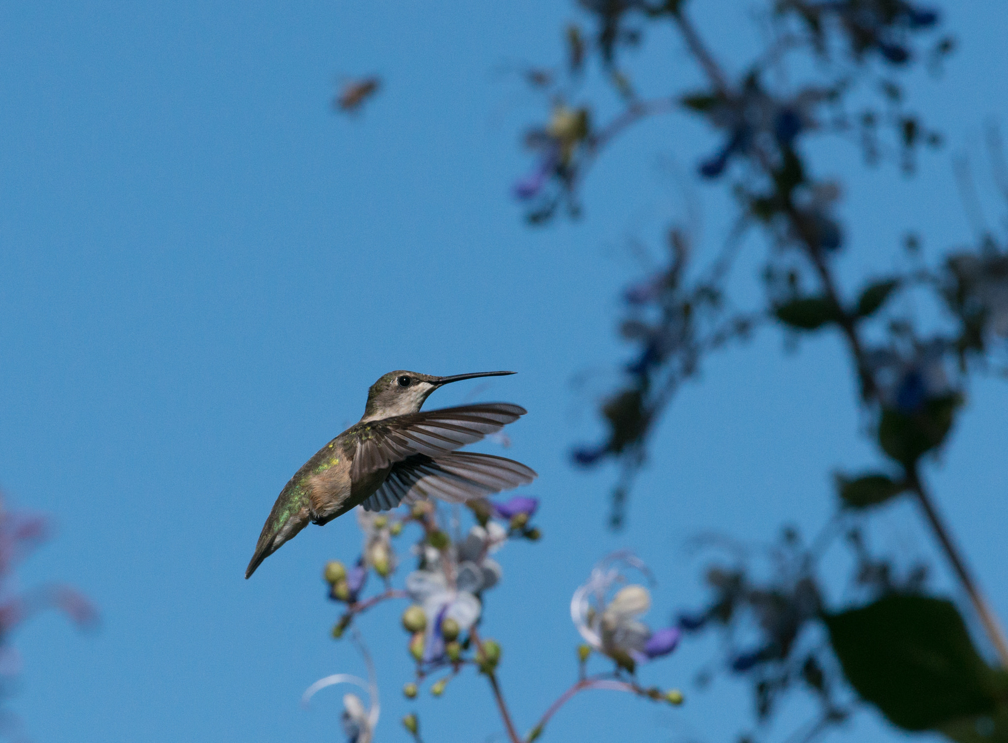 Nikon AF-S Nikkor 200-400mm F4G ED-IF VR sample photo. Hummingbird photography