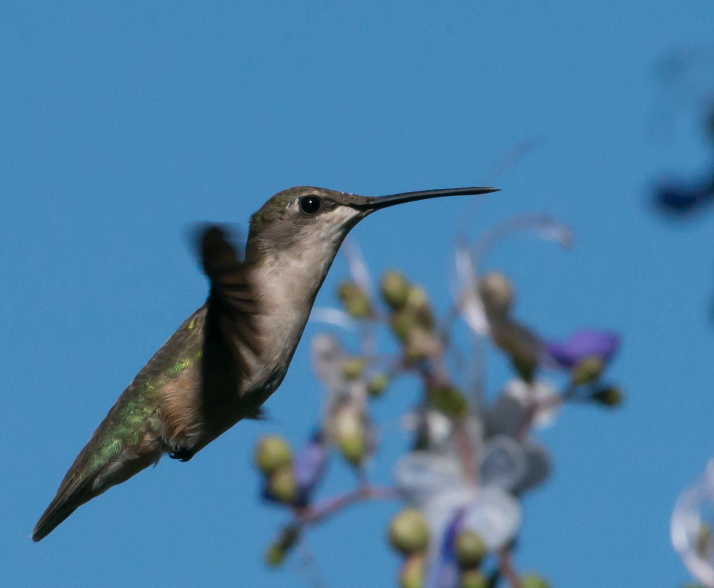 Nikon AF-S Nikkor 200-400mm F4G ED-IF VR sample photo. Hummingbird photography