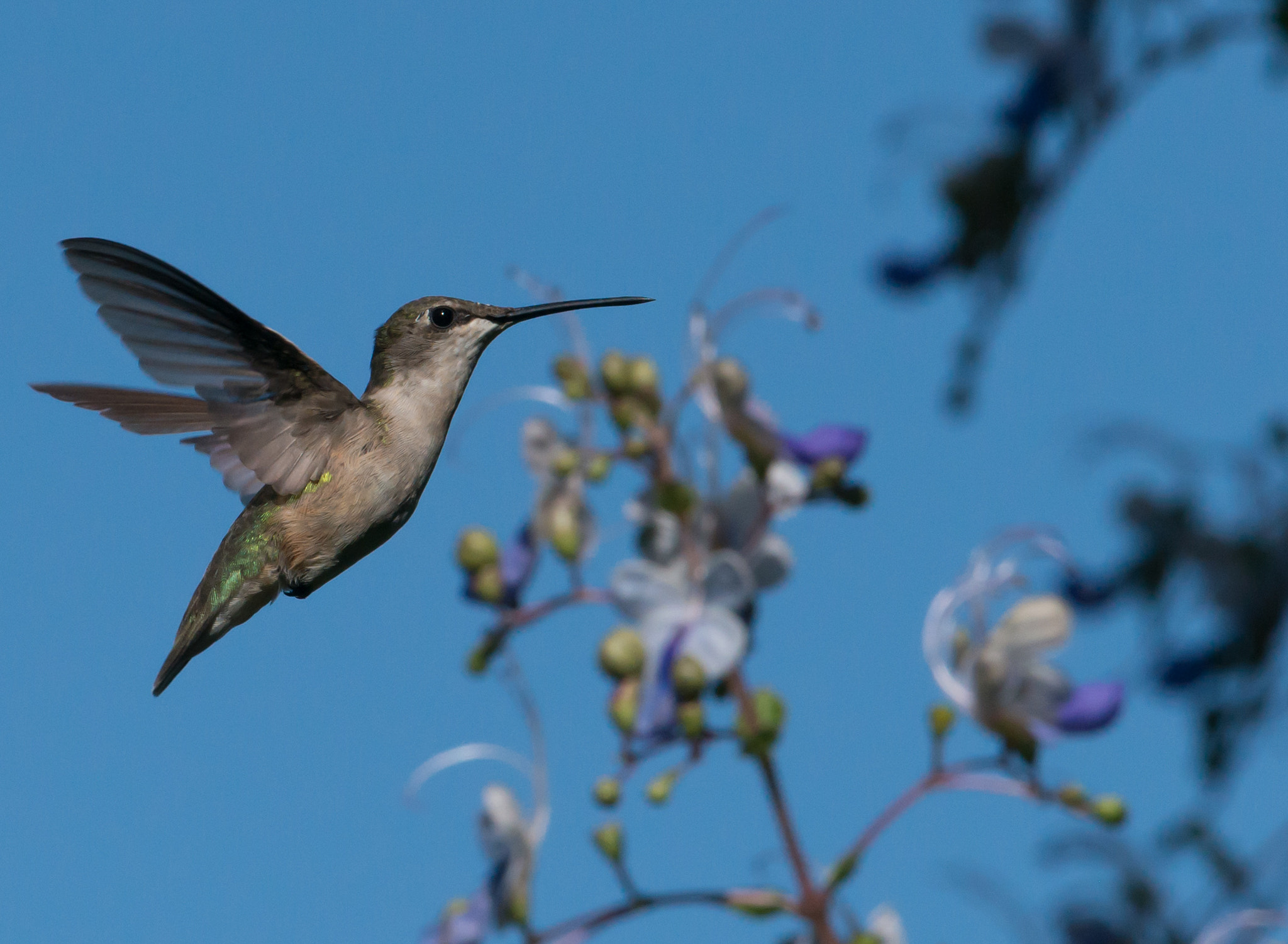 Nikon AF-S Nikkor 200-400mm F4G ED-IF VR sample photo. Hummingbird photography