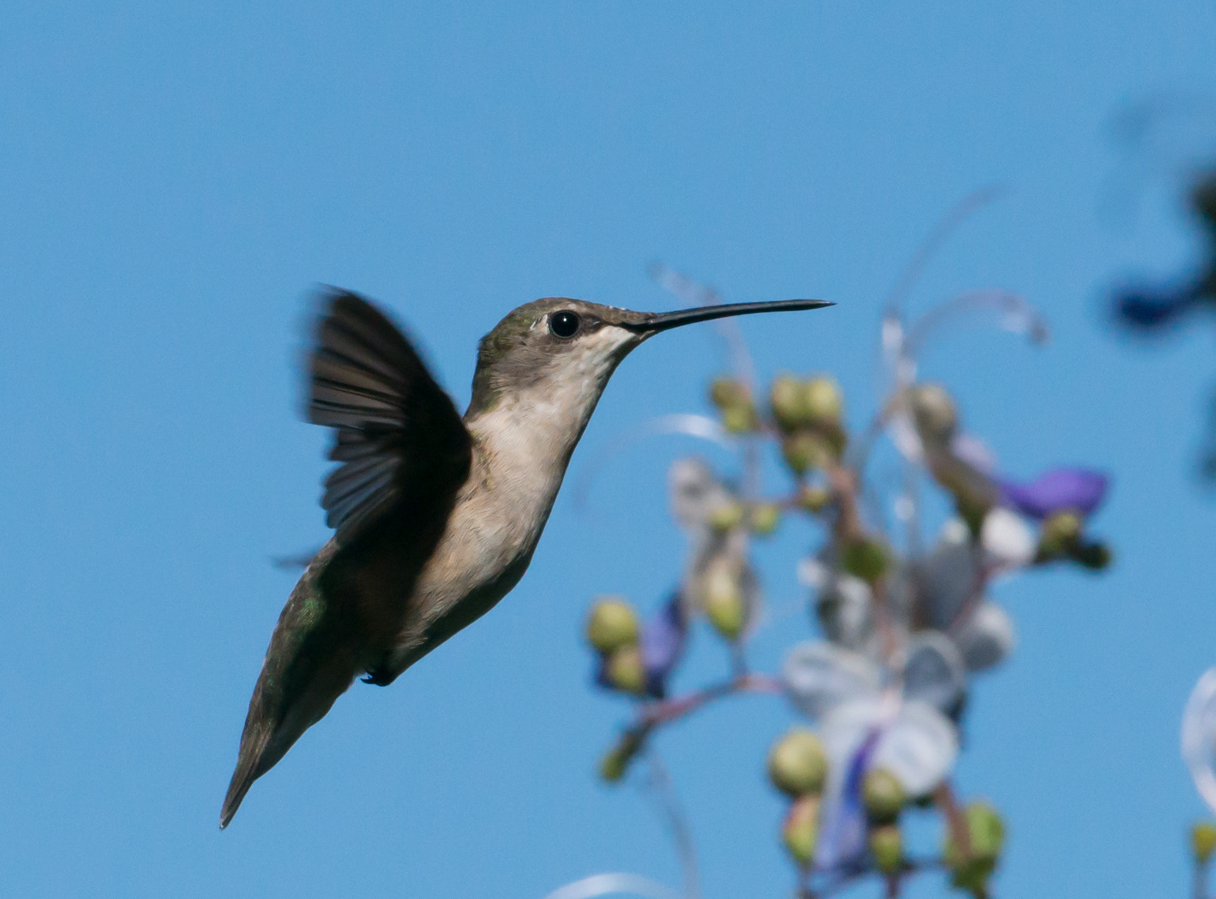 Nikon AF-S Nikkor 200-400mm F4G ED-IF VR sample photo. Hummingbird photography
