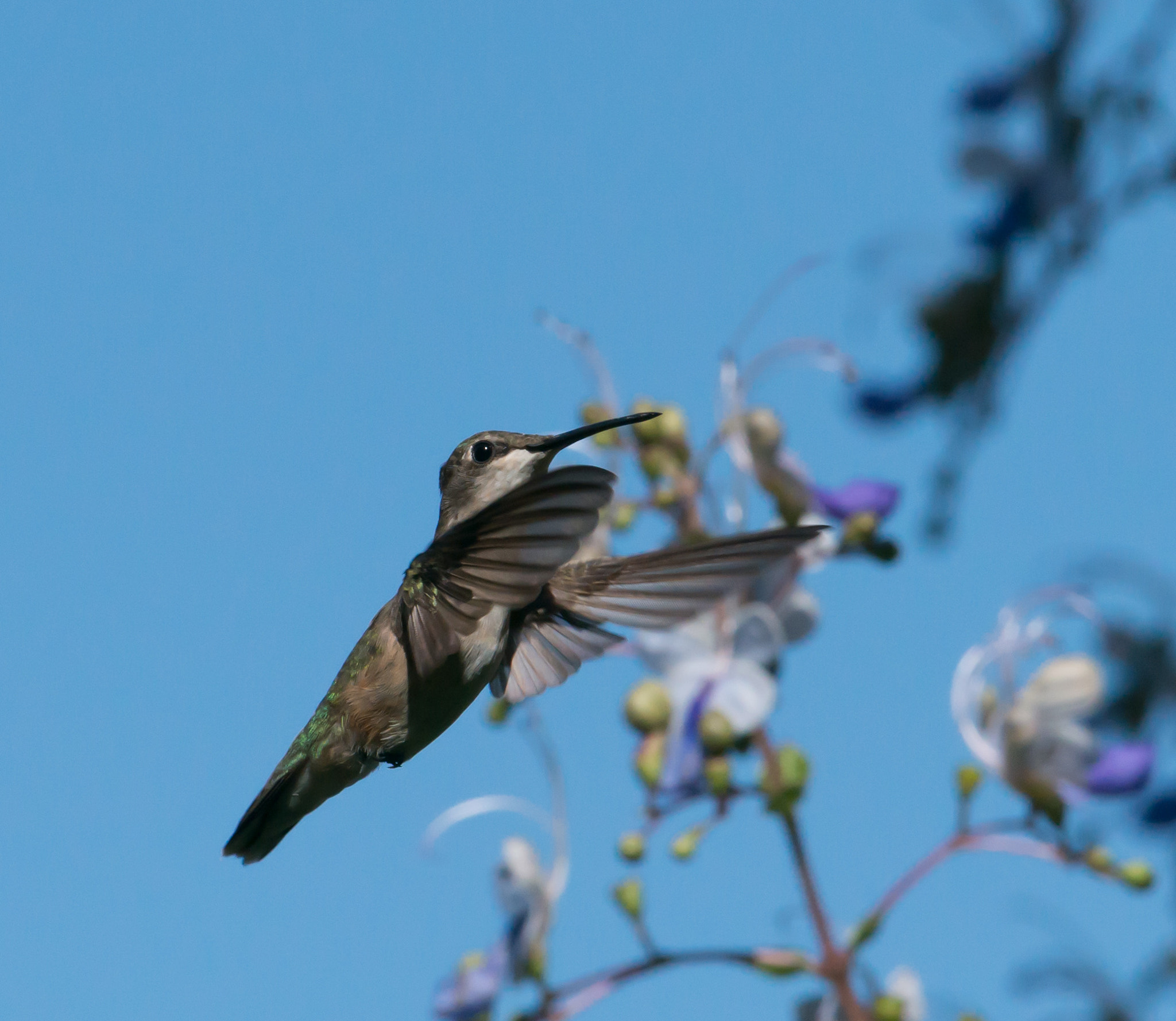 Nikon AF-S Nikkor 200-400mm F4G ED-IF VR sample photo. Hummingbird photography