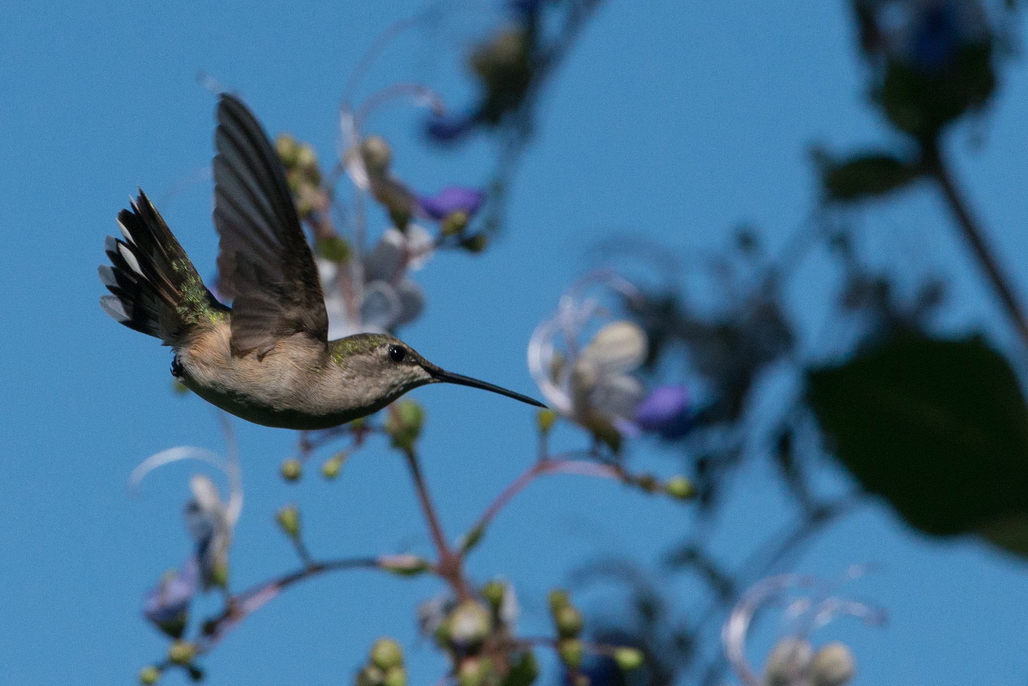 Nikon AF-S Nikkor 200-400mm F4G ED-IF VR sample photo. Hummingbird photography