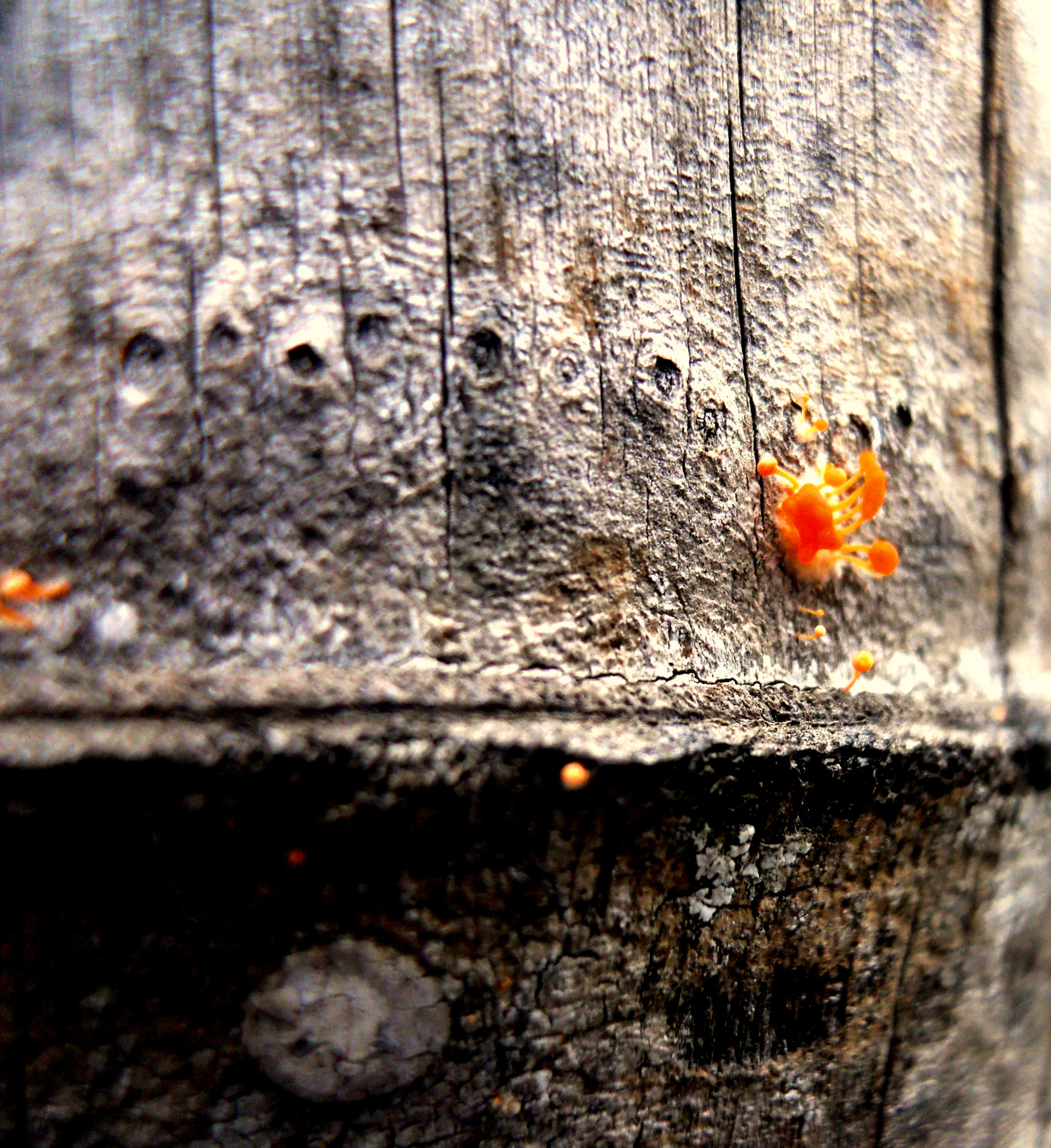 Nikon Coolpix S570 sample photo. Orange photography