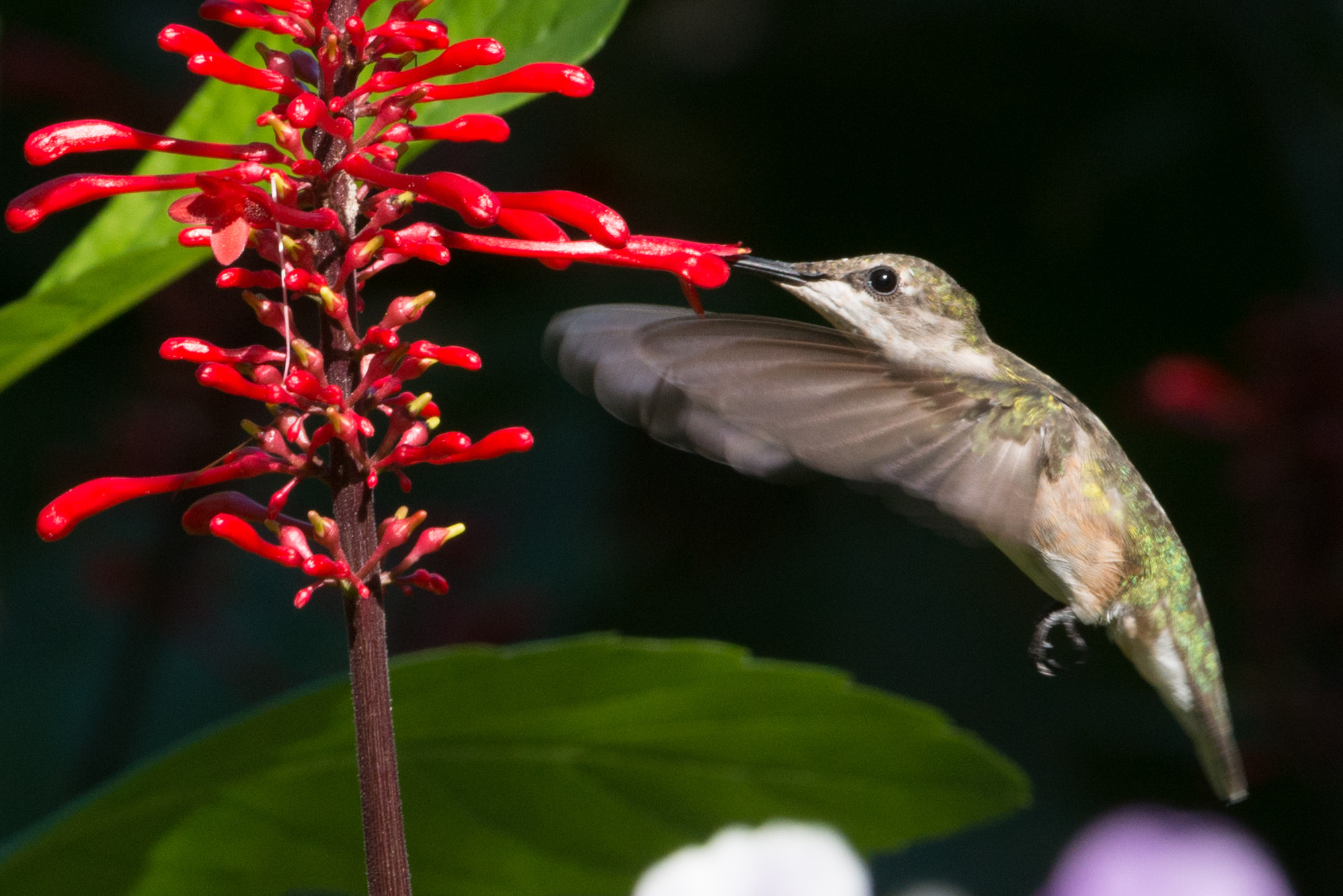 Nikon D800E + Nikon AF-S Nikkor 200-400mm F4G ED-IF VR sample photo. Hummer feeding on red spike photography