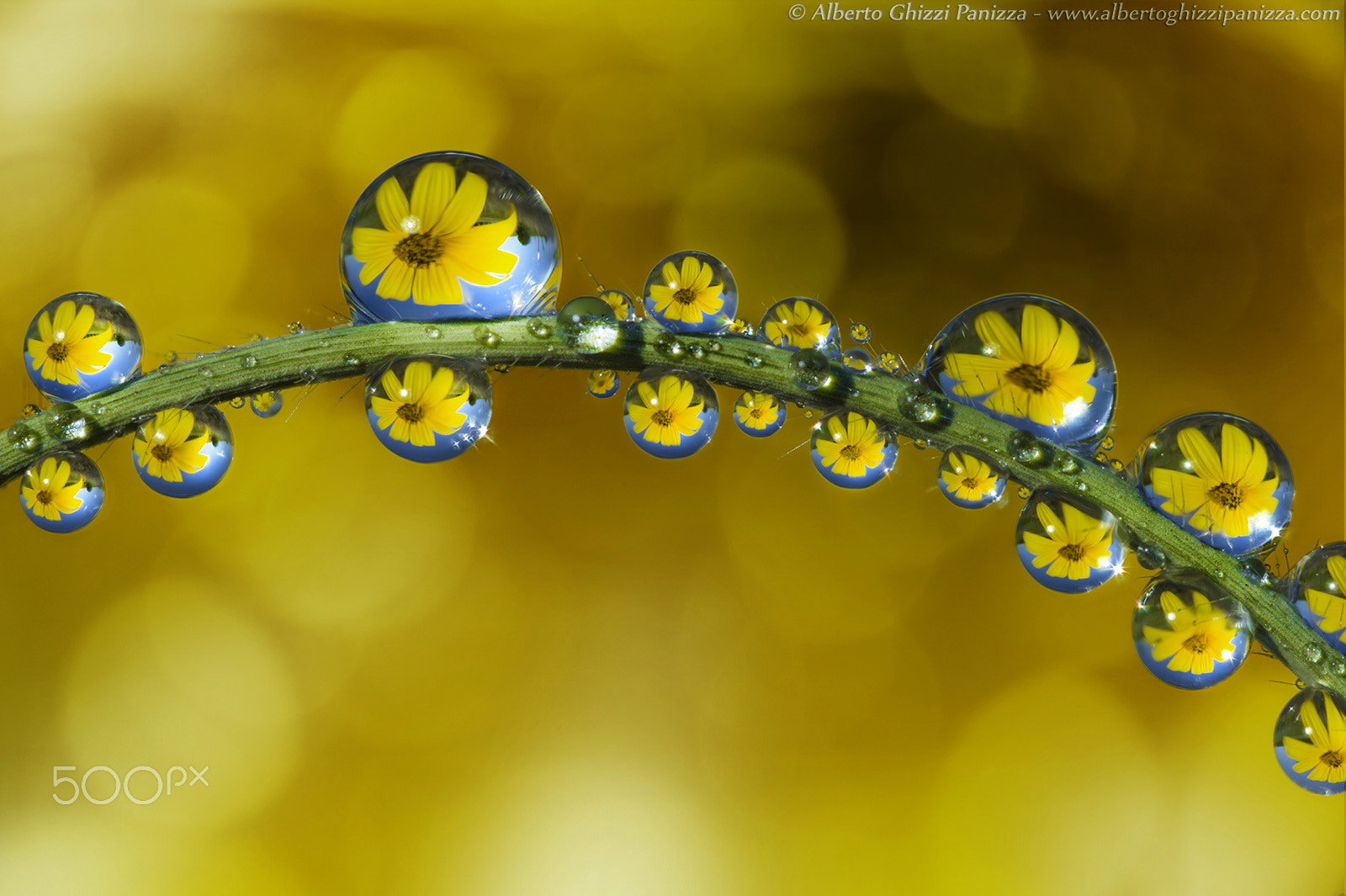 Nikon D3S + Nikon AF Micro-Nikkor 60mm F2.8D sample photo. Spring's reflections photography