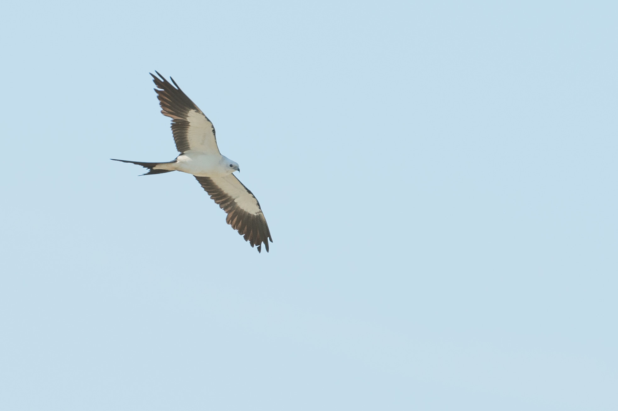 Nikon AF-S Nikkor 200-400mm F4G ED-IF VR sample photo. Swallw-tailed kite photography