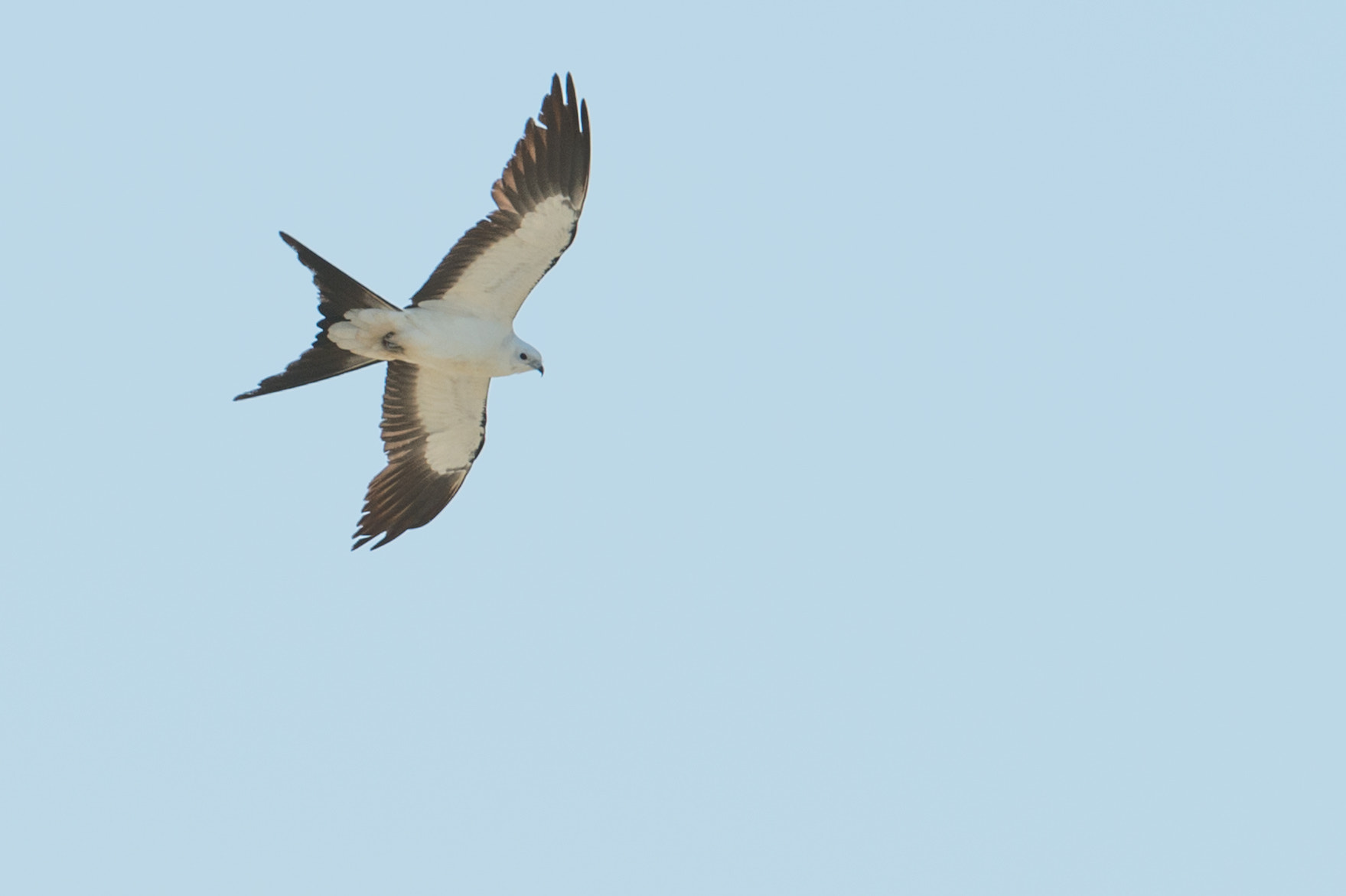 Nikon AF-S Nikkor 200-400mm F4G ED-IF VR sample photo. Swallw-tailed kite photography