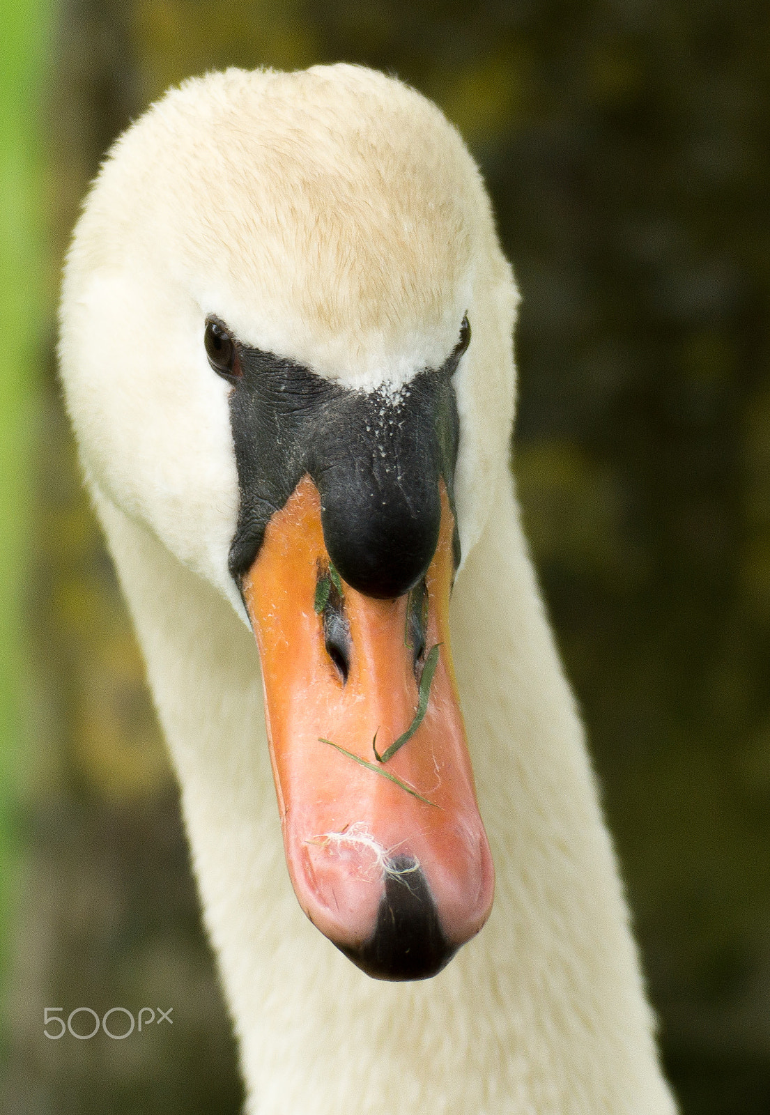 Tamron SP 70-300mm F4-5.6 Di USD sample photo. Look in my eyes photography