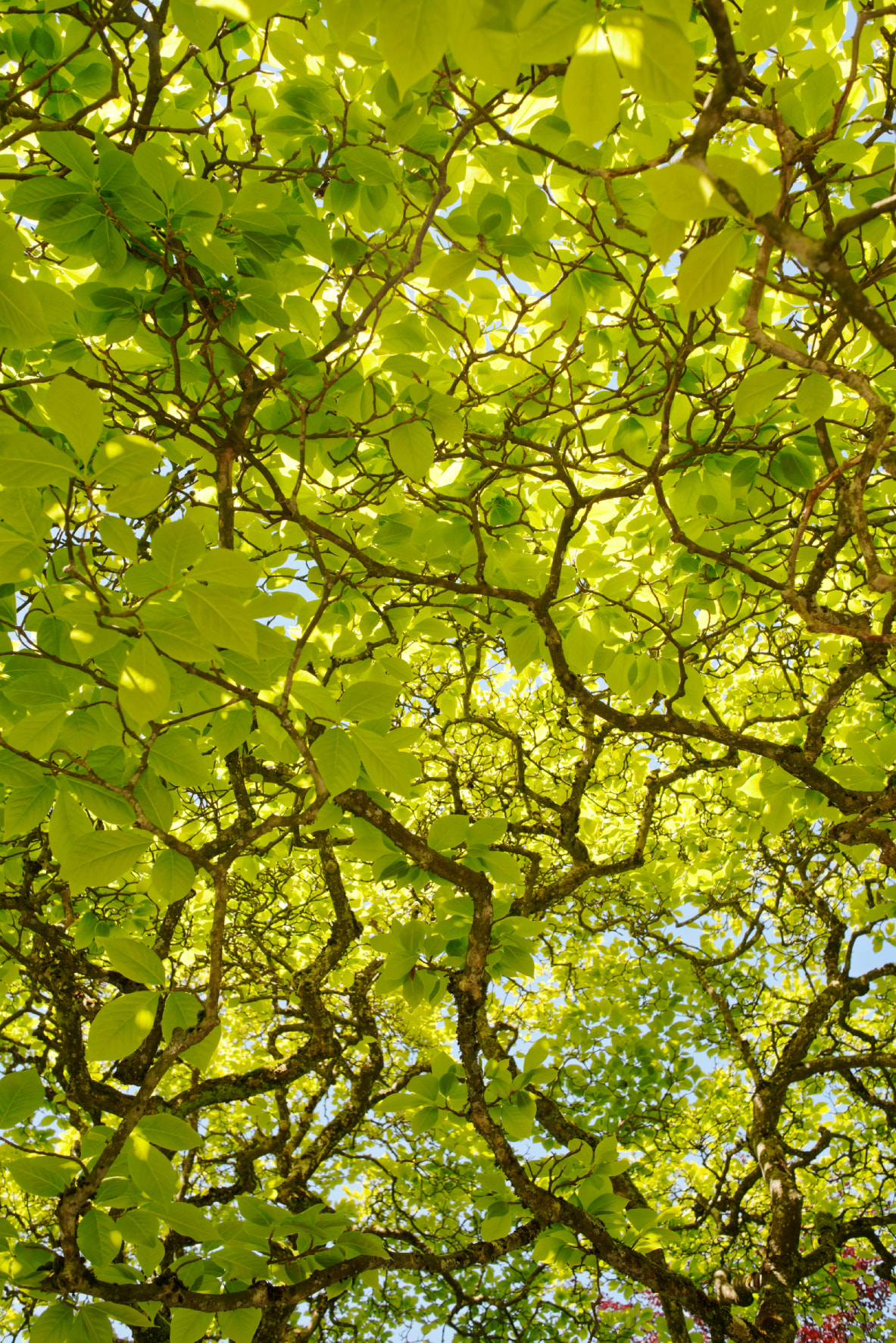 Manual Lens No CPU sample photo. The canopy photography