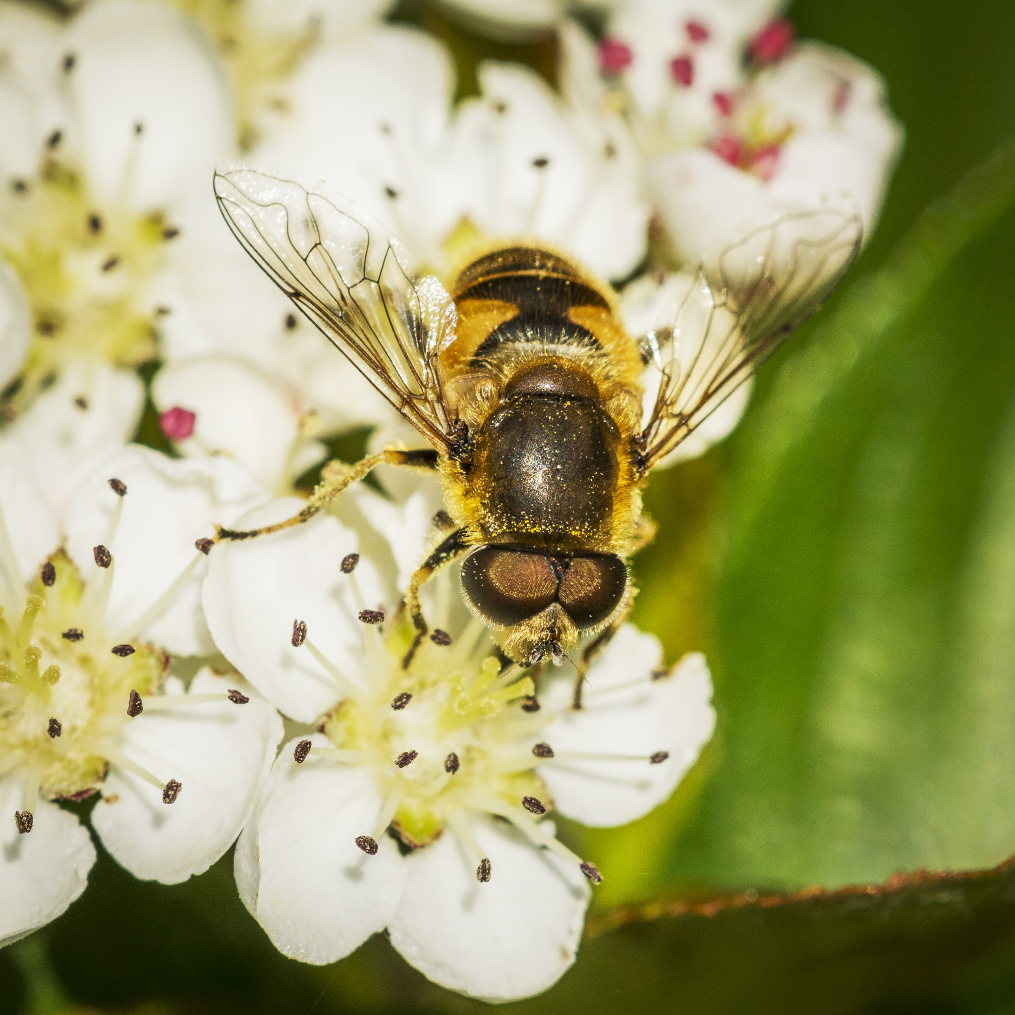 Nikon D7100 + Nikon AF Micro-Nikkor 200mm F4D ED-IF sample photo. Hoverfly photography