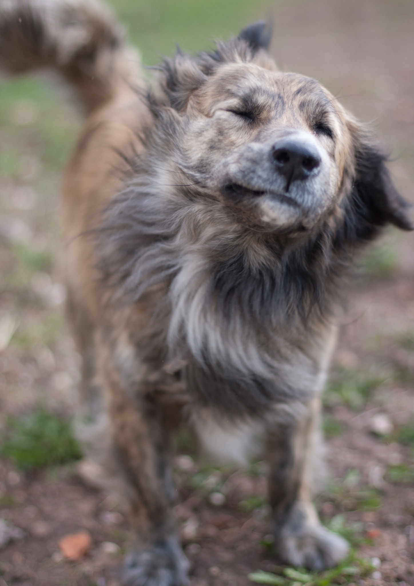Canon EOS 40D + Canon EF 50mm F1.4 USM sample photo. Dog portrait photography