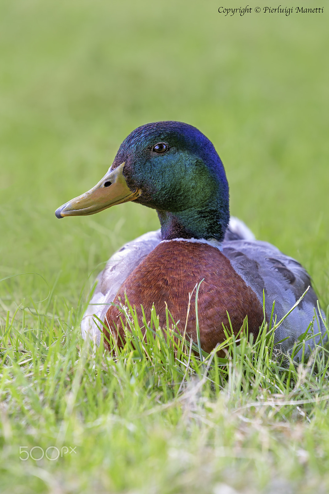 Canon EF 70-200mm F4L USM sample photo. Duck - lake of bolsena photography