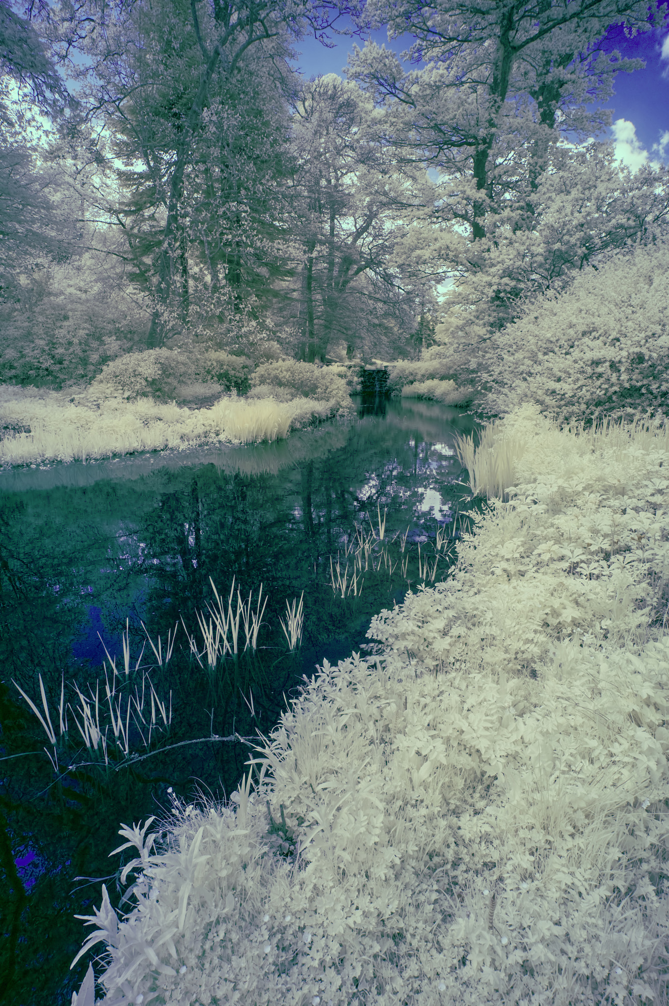 Nikon AF-S Nikkor 18-35mm F3.5-4.5G ED sample photo. Stunning infrared alternative color landscape image of trees ove photography