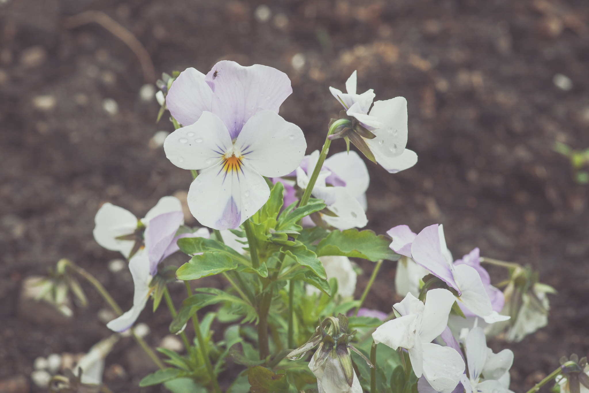 Sony Alpha DSLR-A900 + Minolta AF 100mm F2.8 Macro [New] sample photo. White pansy flower in a garden photography