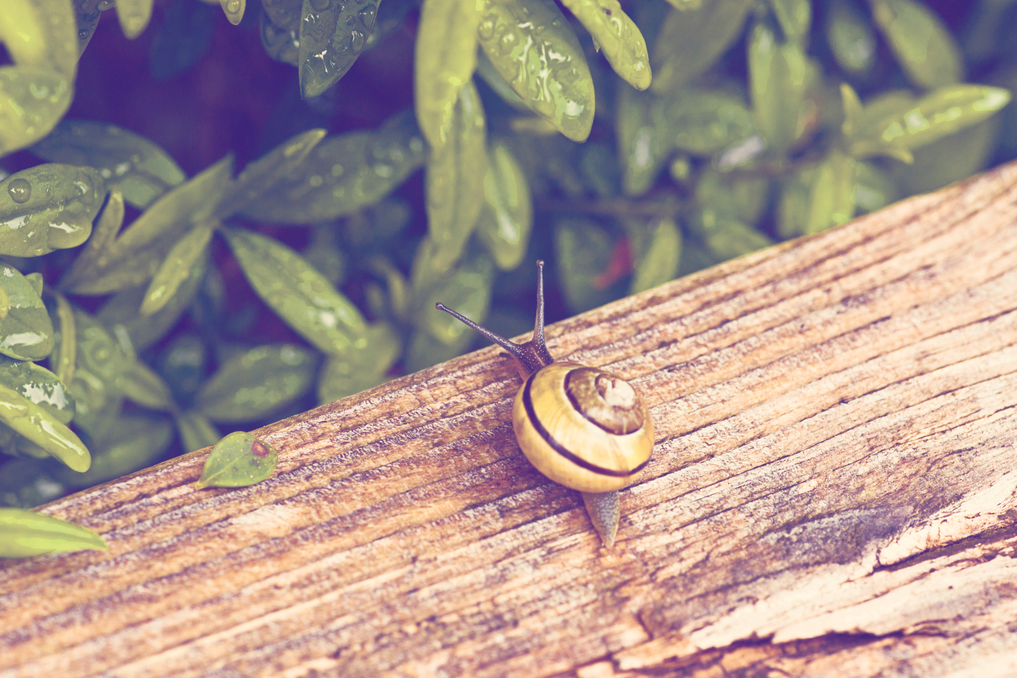 Sony Alpha DSLR-A900 + Minolta AF 100mm F2.8 Macro [New] sample photo. Common snail in a garden photography