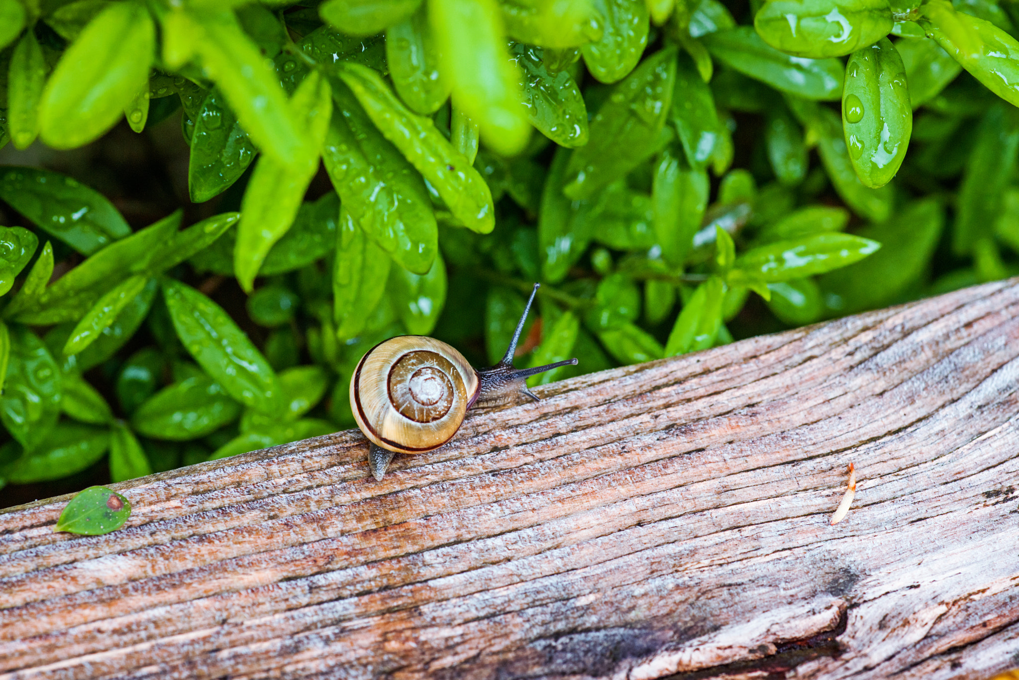 Sony Alpha DSLR-A900 sample photo. Snail in a wet garden photography