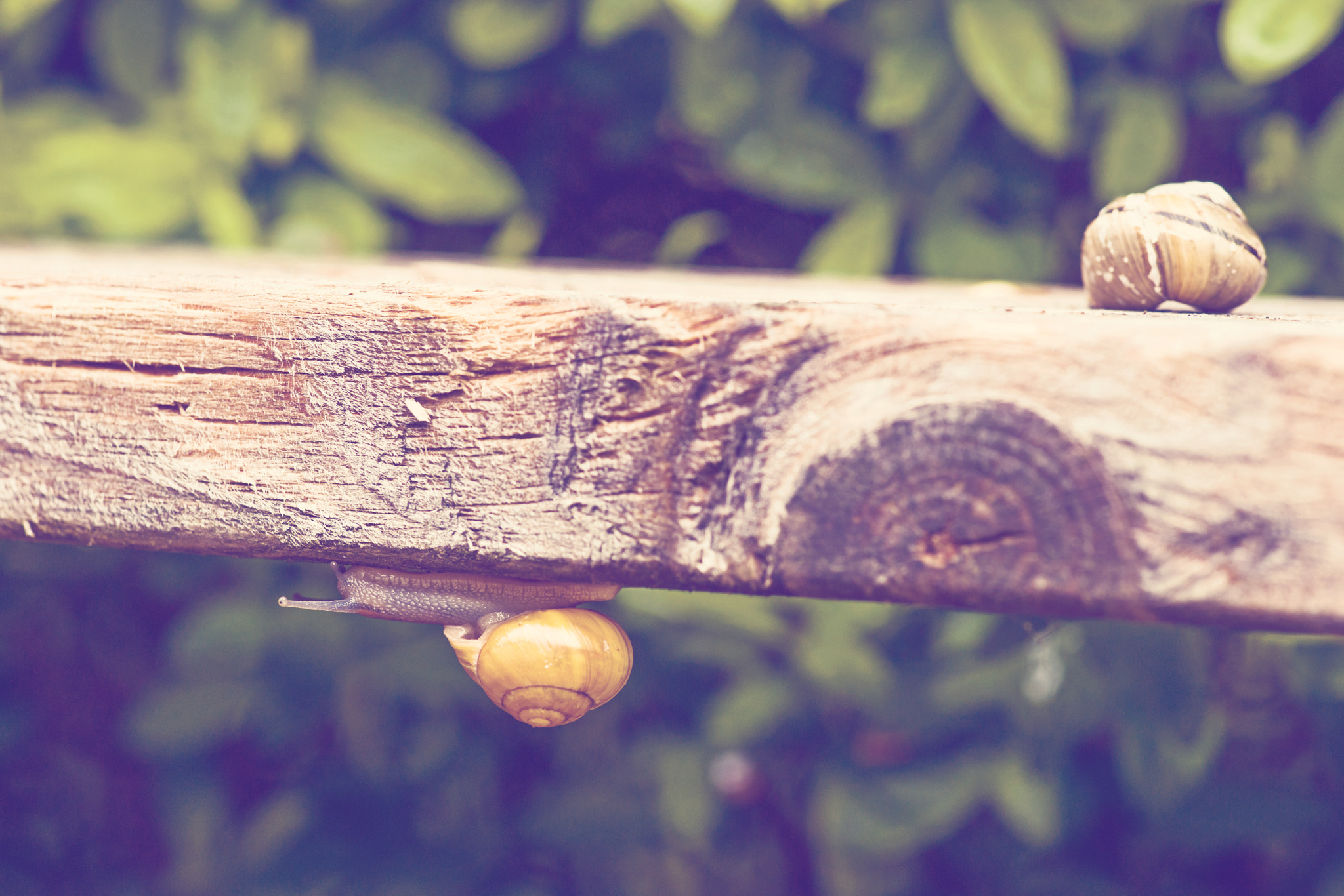 Sony Alpha DSLR-A900 sample photo. Snail climbing under a plank photography