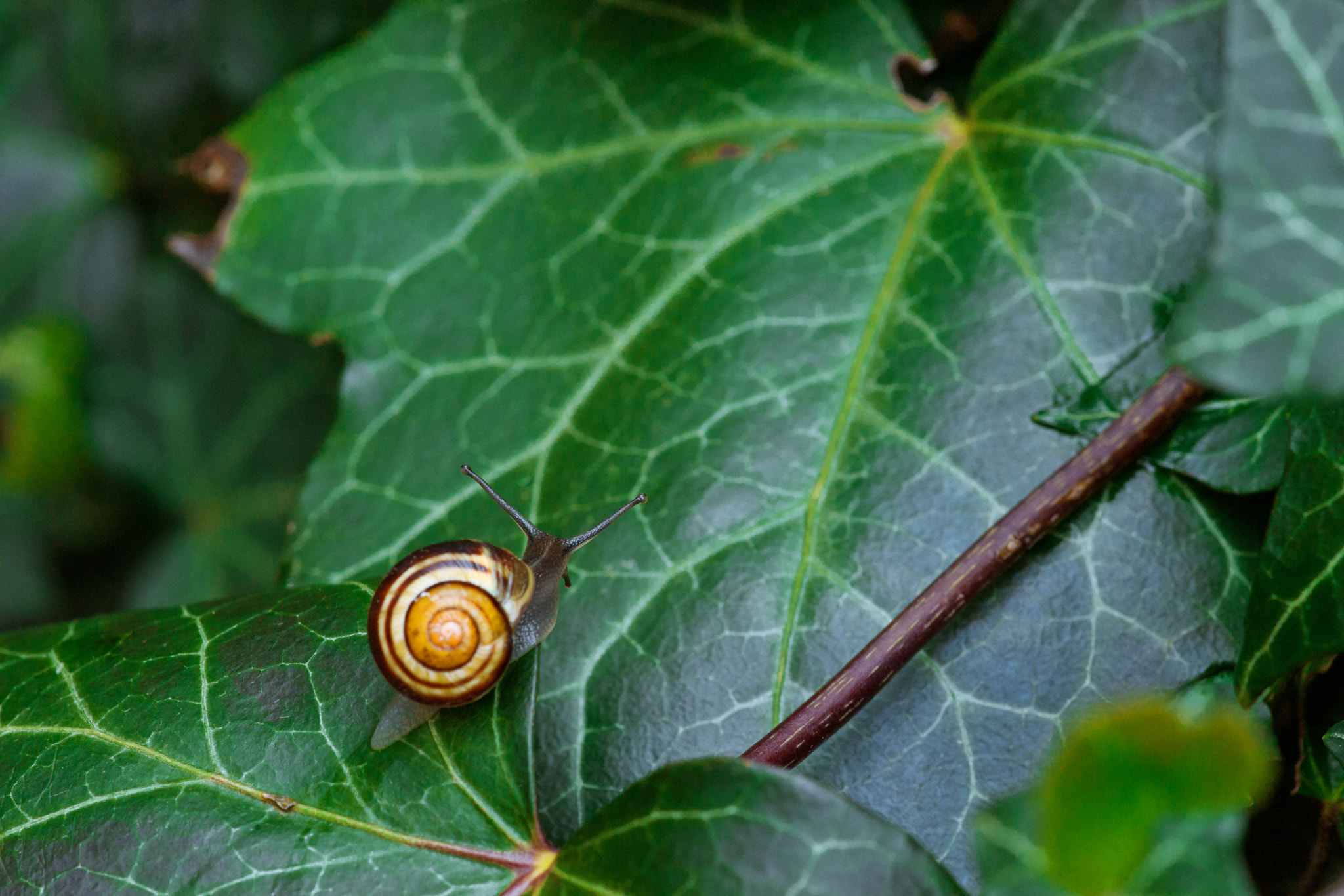 Sony Alpha DSLR-A900 sample photo. Snail on a green ivy leaf photography