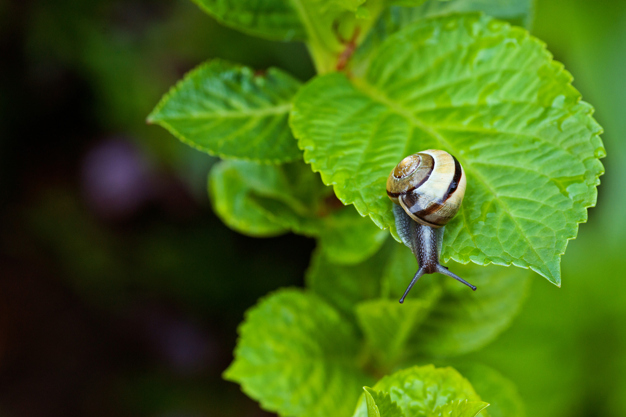 Sony Alpha DSLR-A900 sample photo. Snail hanging on a green leaf photography