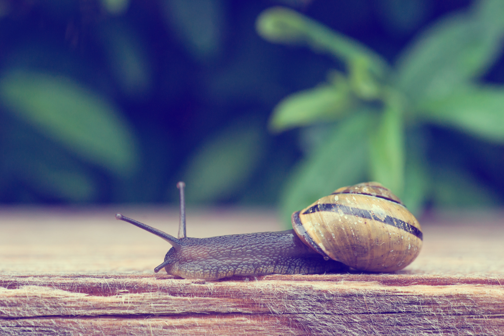 Sony Alpha DSLR-A900 + Minolta AF 100mm F2.8 Macro [New] sample photo. Slug in a garden photography