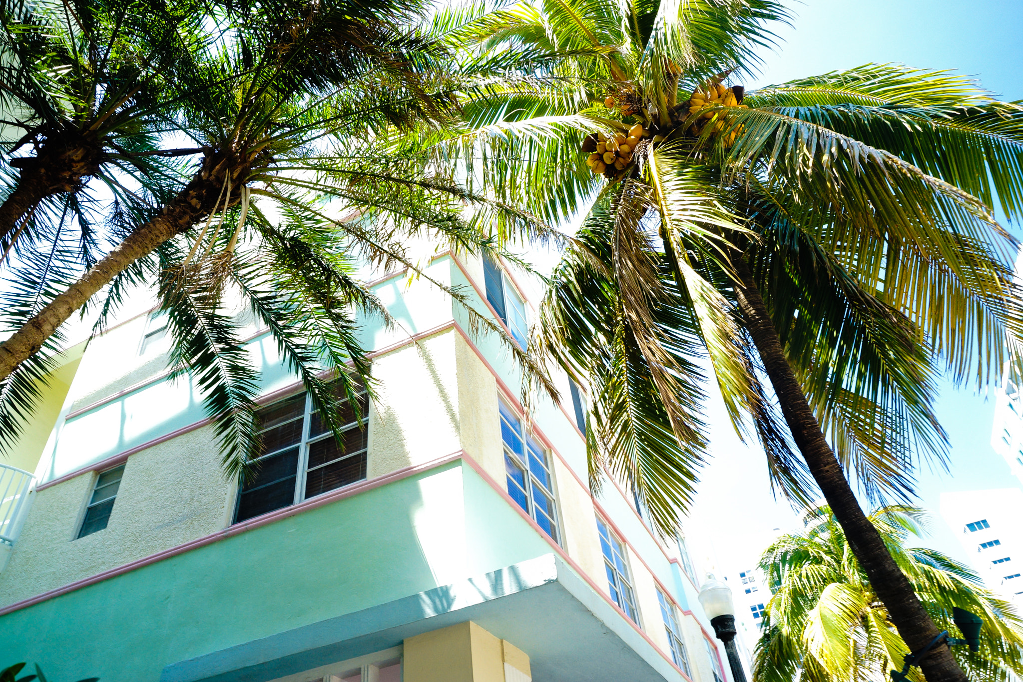 Sony SLT-A99V sample photo. Palms & art decau photography