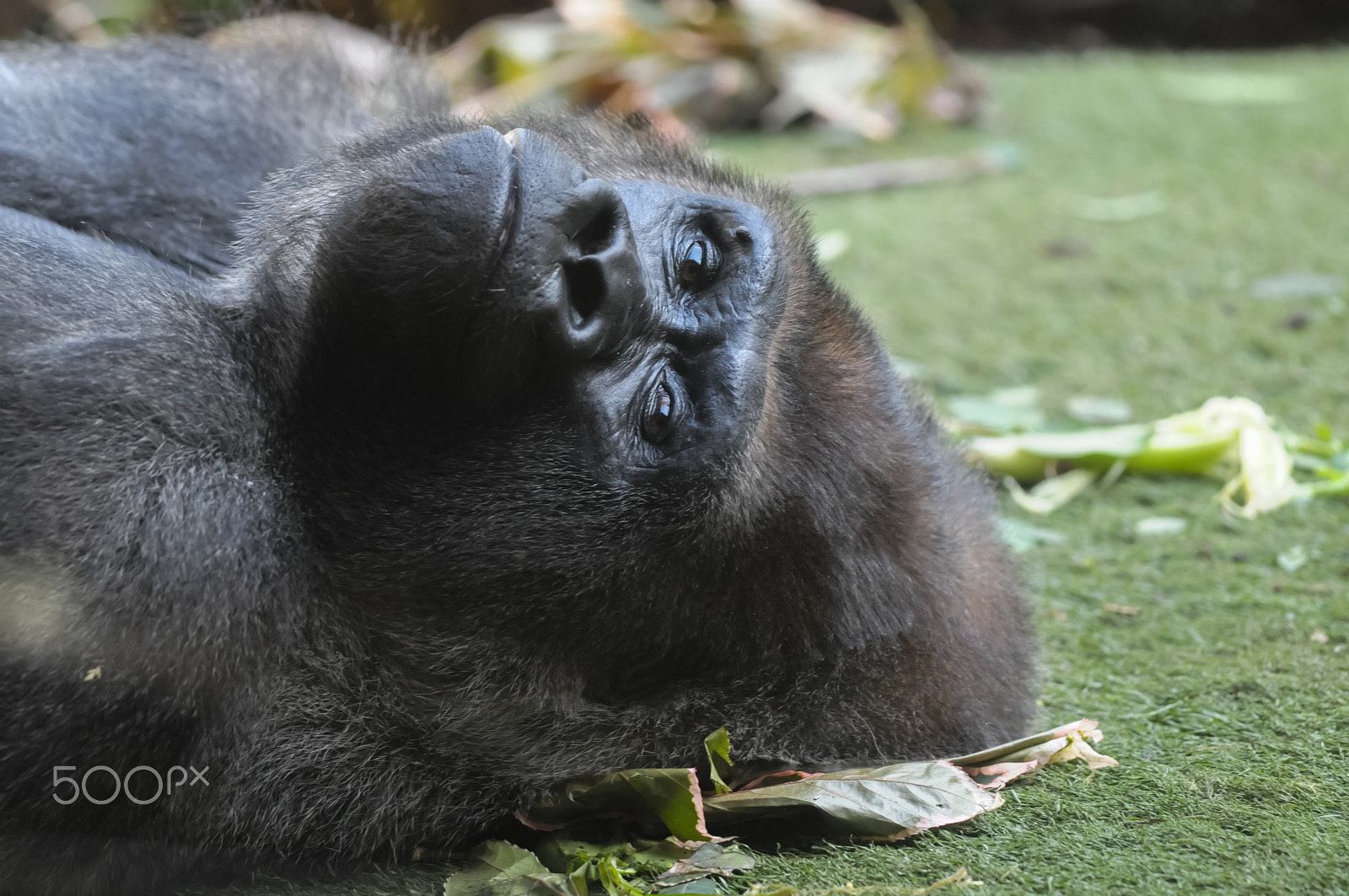 Sigma 150mm F2.8 EX DG Macro HSM sample photo. Strong adult black gorilla photography