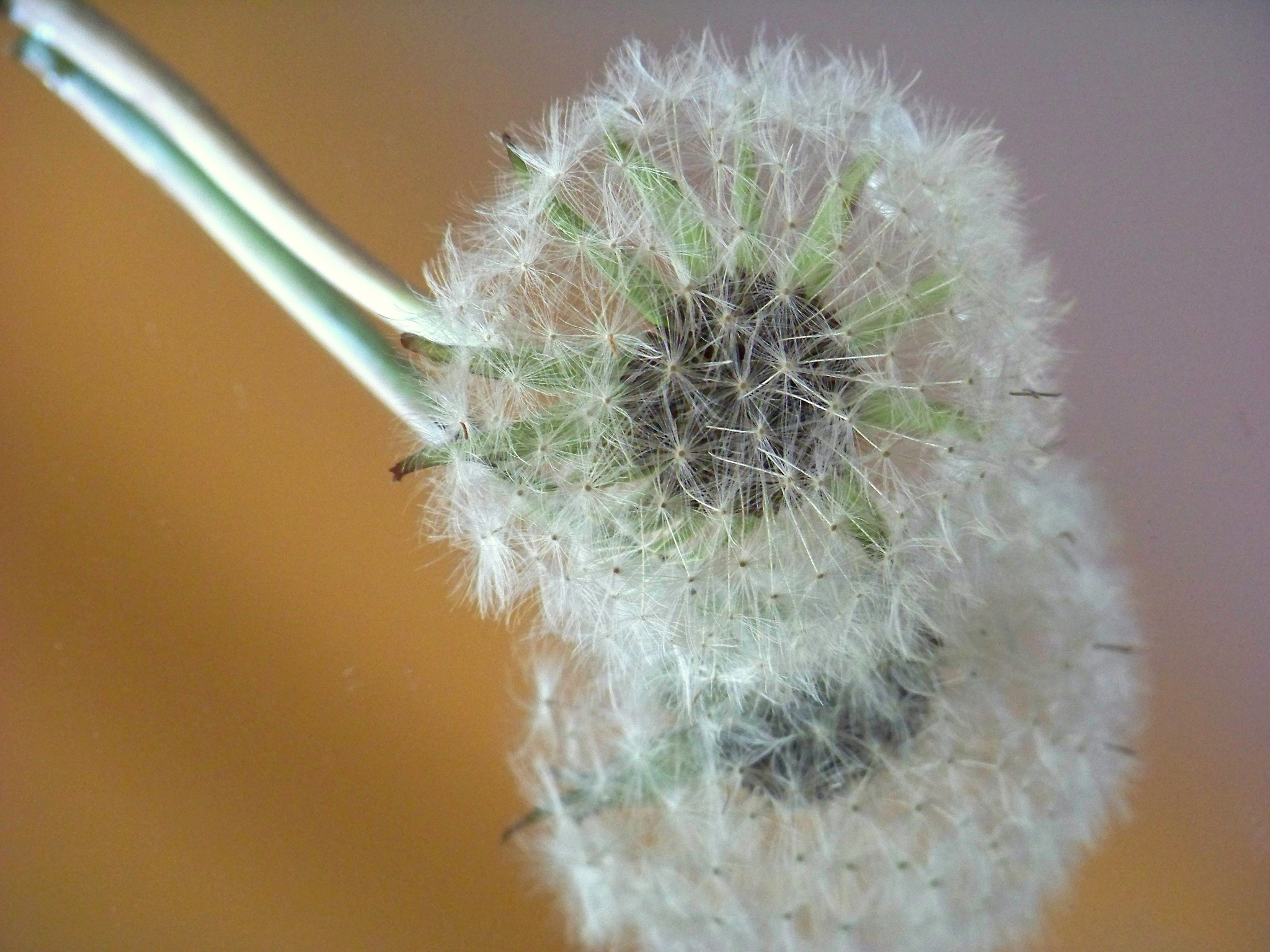 Kodak Z812 IS ZOOM DIGITAL CAMERA sample photo. Dandelion with orange & violet background photography