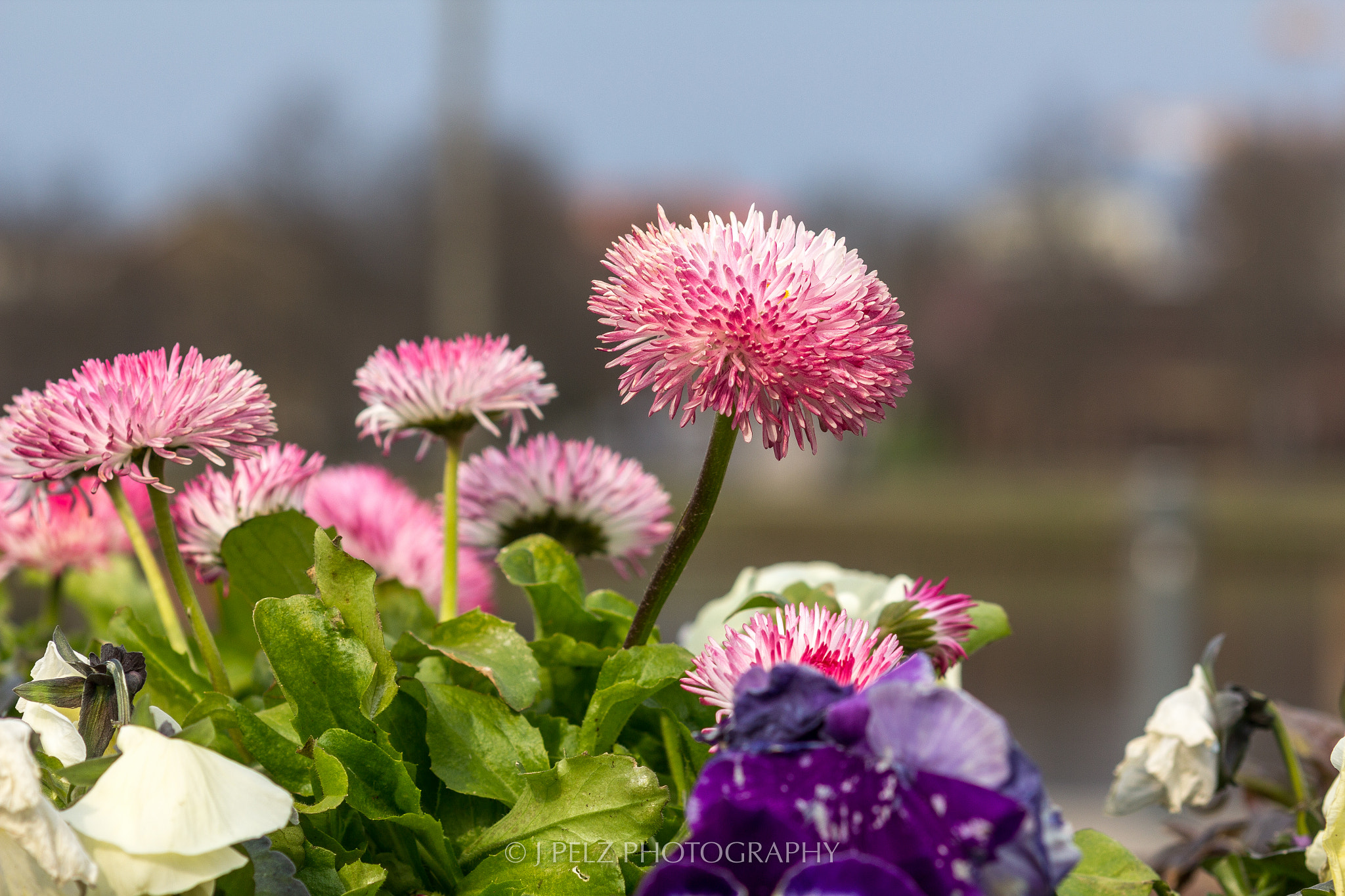 Canon EF 100mm F2.8 Macro USM sample photo. Flowers photography